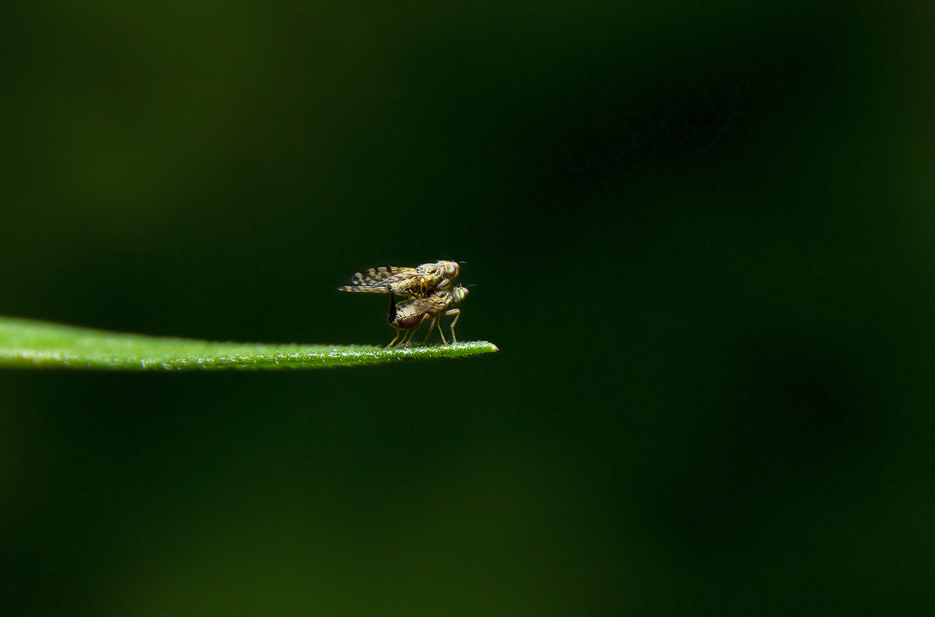 Canon EOS M sample photo. Bug photography