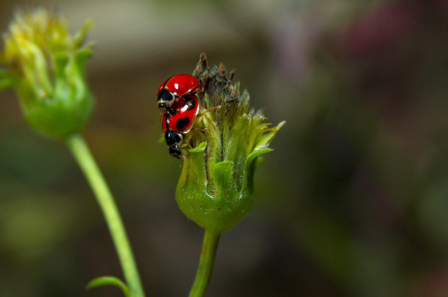 Canon EOS M sample photo. Bug photography