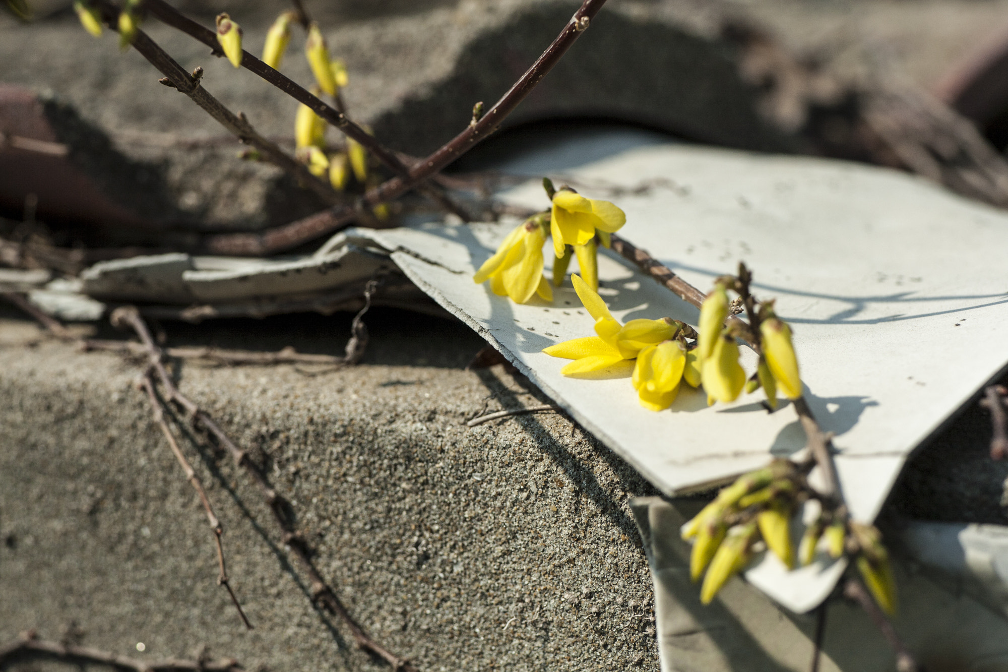 Voigtlander APO-Lanthar 90mm f/3.5 SLII Close Focus sample photo. Save me. photography