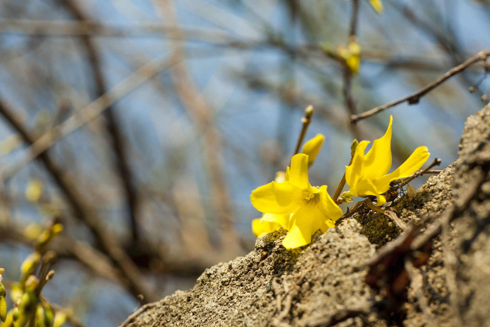 Voigtlander APO-Lanthar 90mm f/3.5 SLII Close Focus sample photo. Nari, gaenari photography