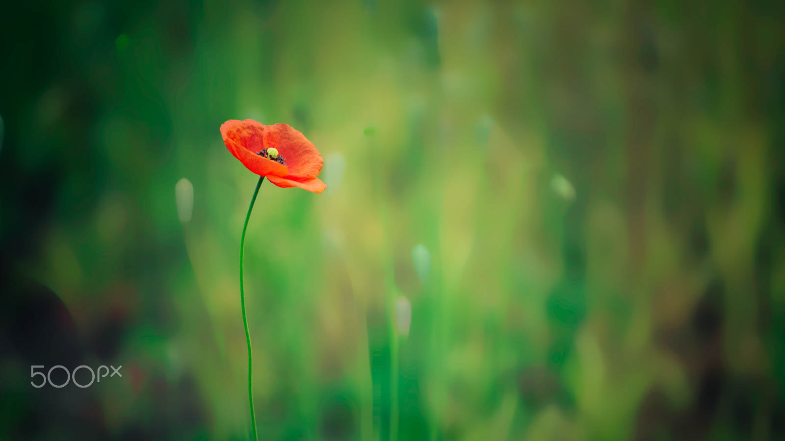 Sony a7 + Canon EF 70-200mm F4L IS USM sample photo. A poppy photography