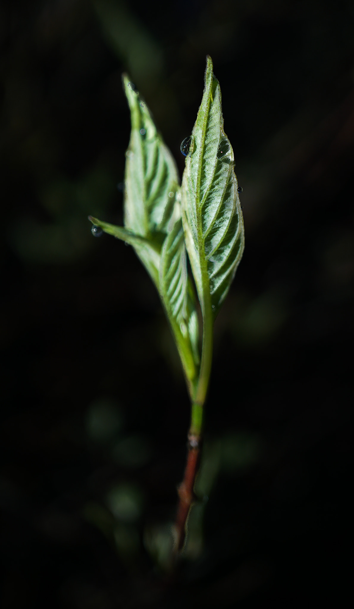 Sony a6300 + Sony E 30mm F3.5 Macro sample photo. In the spotlight photography