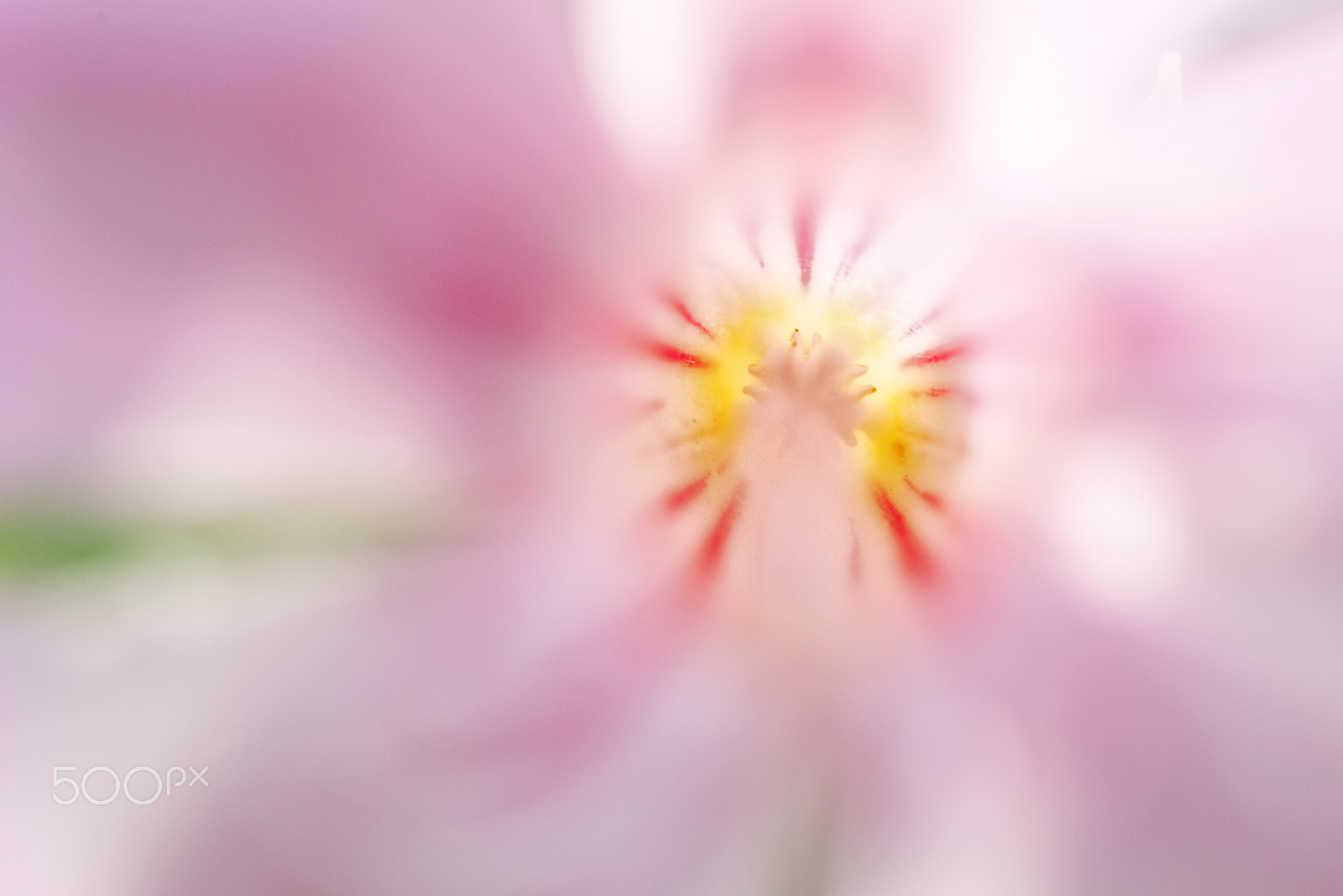 Canon EOS-1D Mark IV sample photo. Spring comes! photography