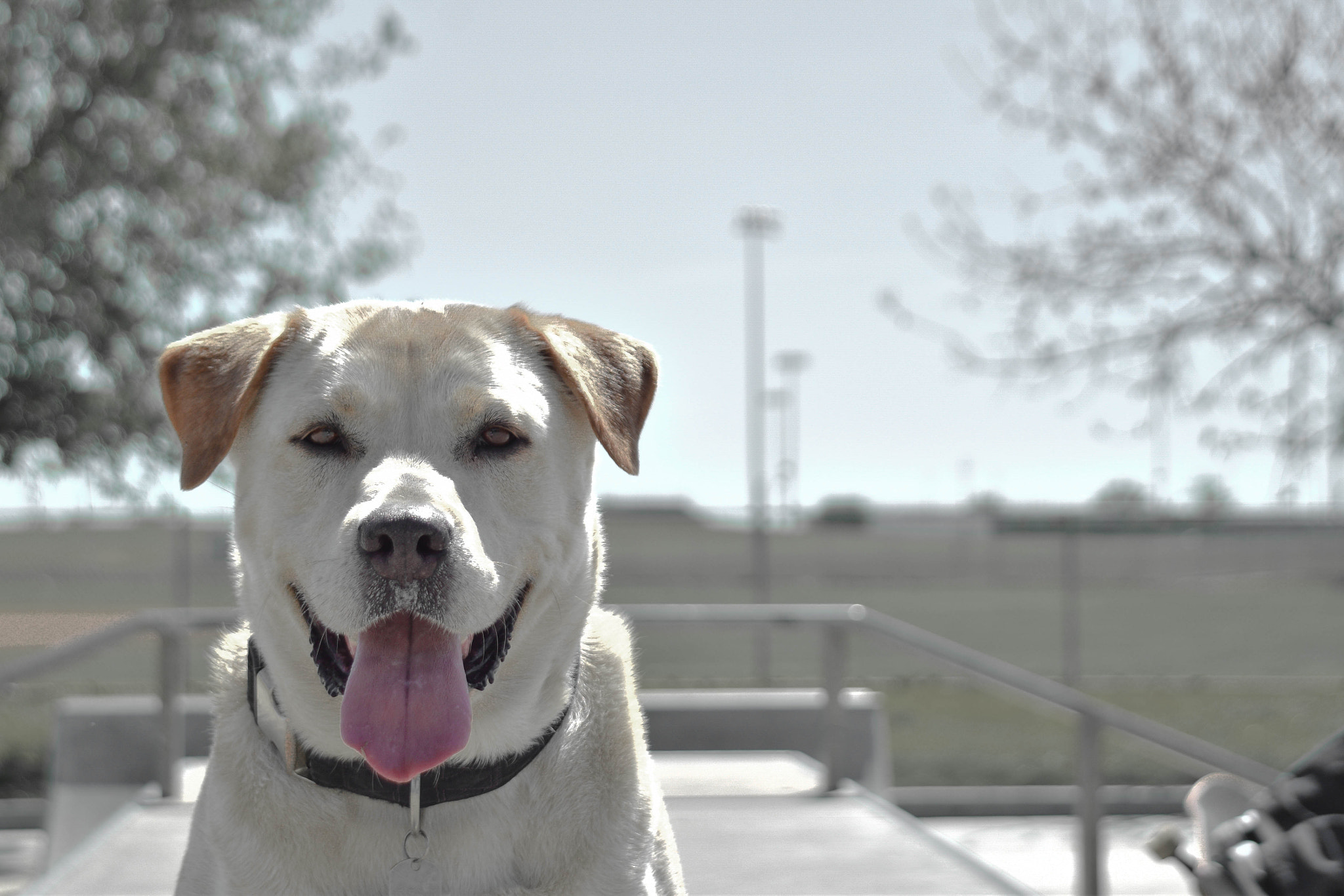 Nikon D3300 + Sigma 28-200mm F3.5-5.6 Compact Aspherical Hyperzoom Macro sample photo. Shasta smiling. photography