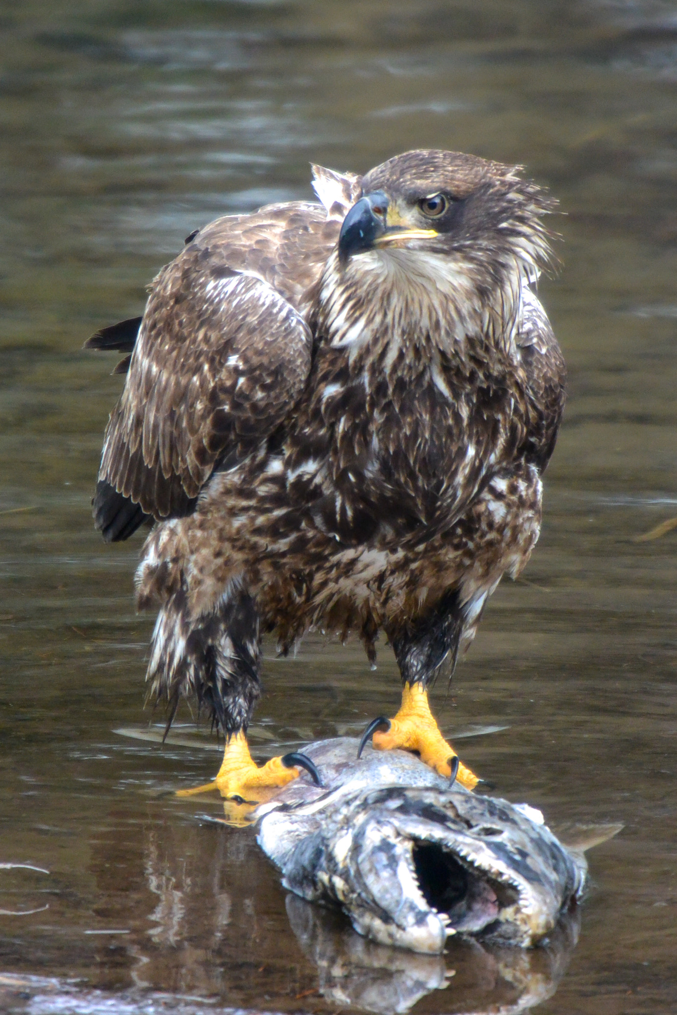 Nikon 1 V2 sample photo. Eagle and salmom photography