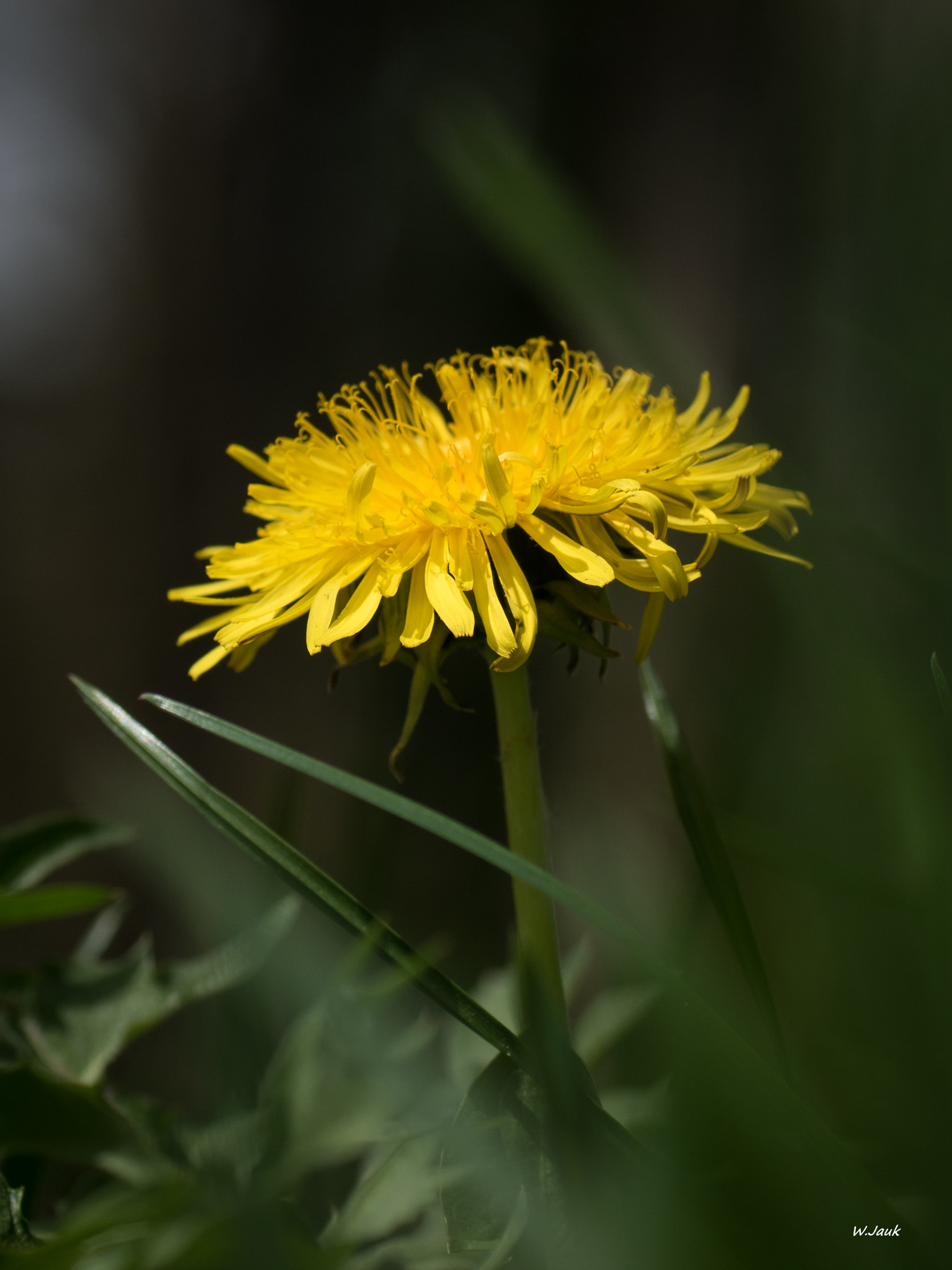 Sony ILCA-77M2 + Tamron SP AF 90mm F2.8 Di Macro sample photo. Dandelion photography