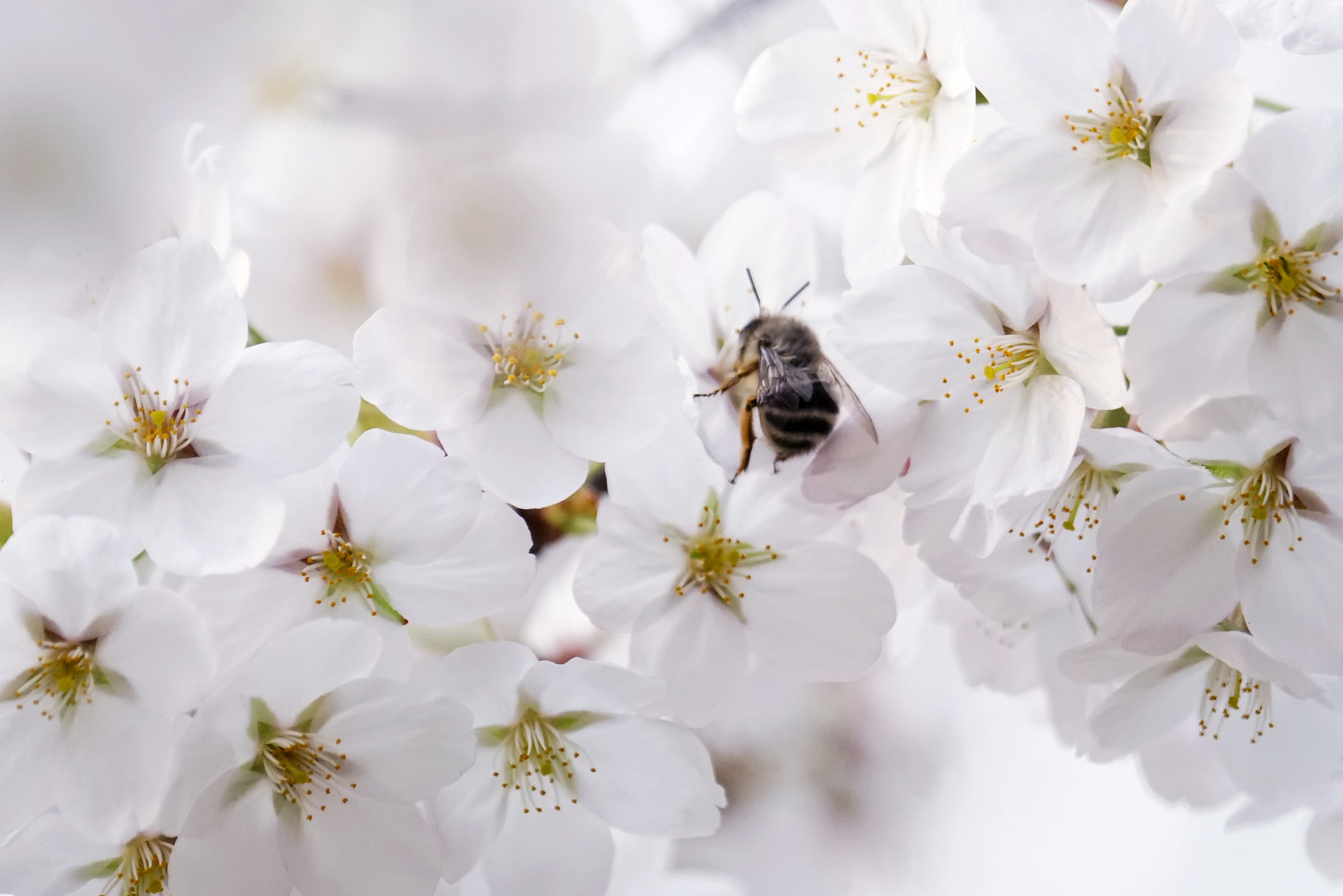 Sony 70-400mm F4-5.6 G SSM II sample photo. 【原摄】樱花中有蜜蜂，蜜蜂在樱花中 photography