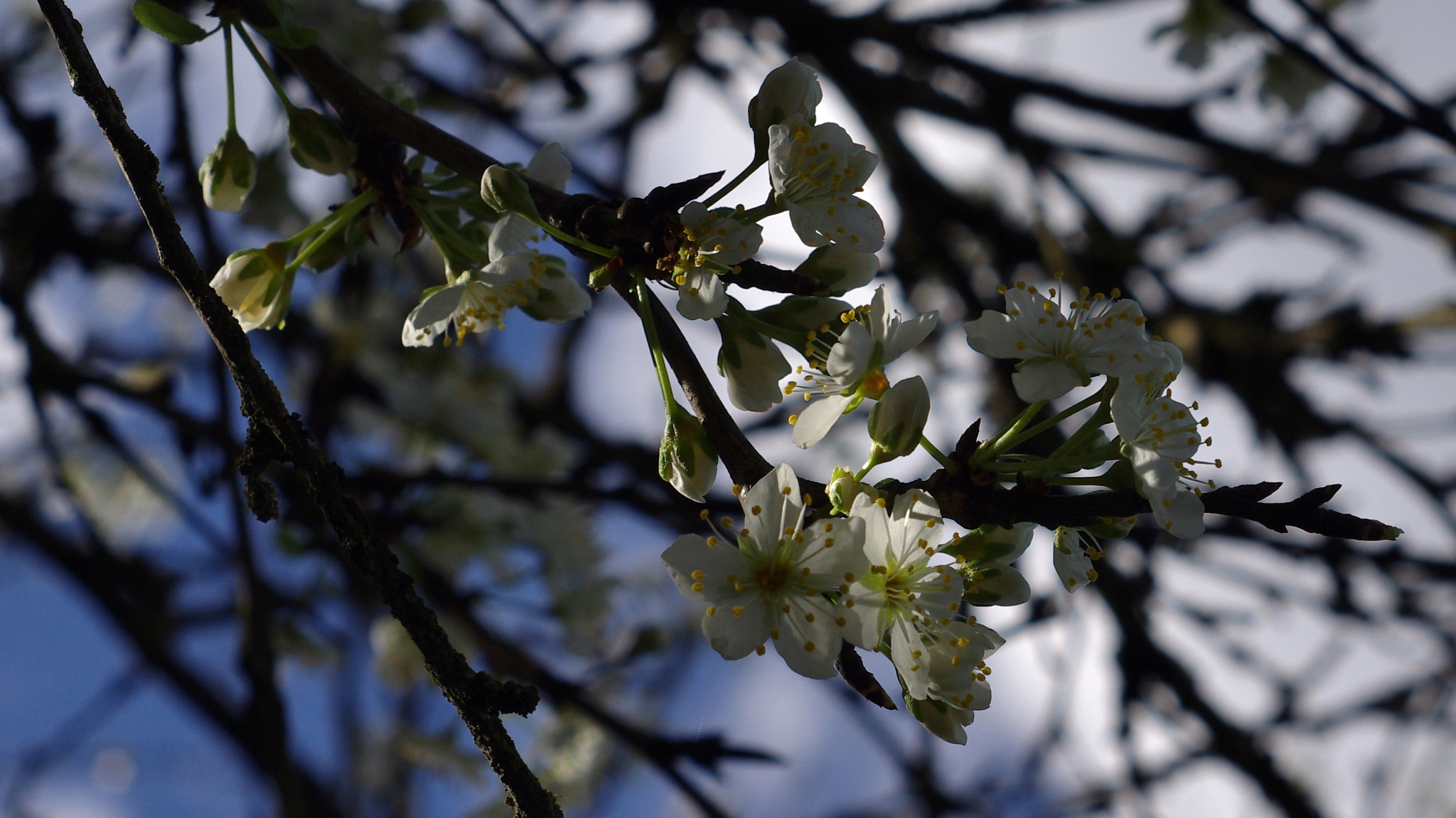Pentax K-x + A Series Lens sample photo. A little sunlight on the cherry blossoms photography