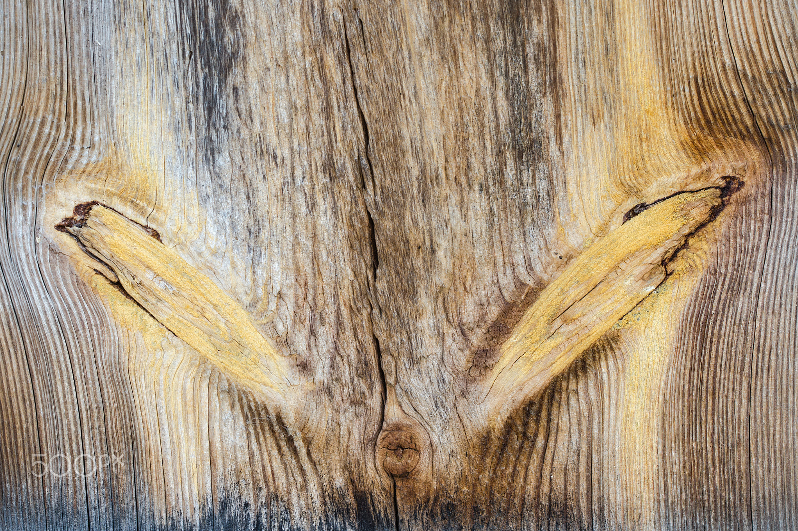 Sigma 150mm F2.8 EX DG OS Macro HSM sample photo. Rabbit ears photography