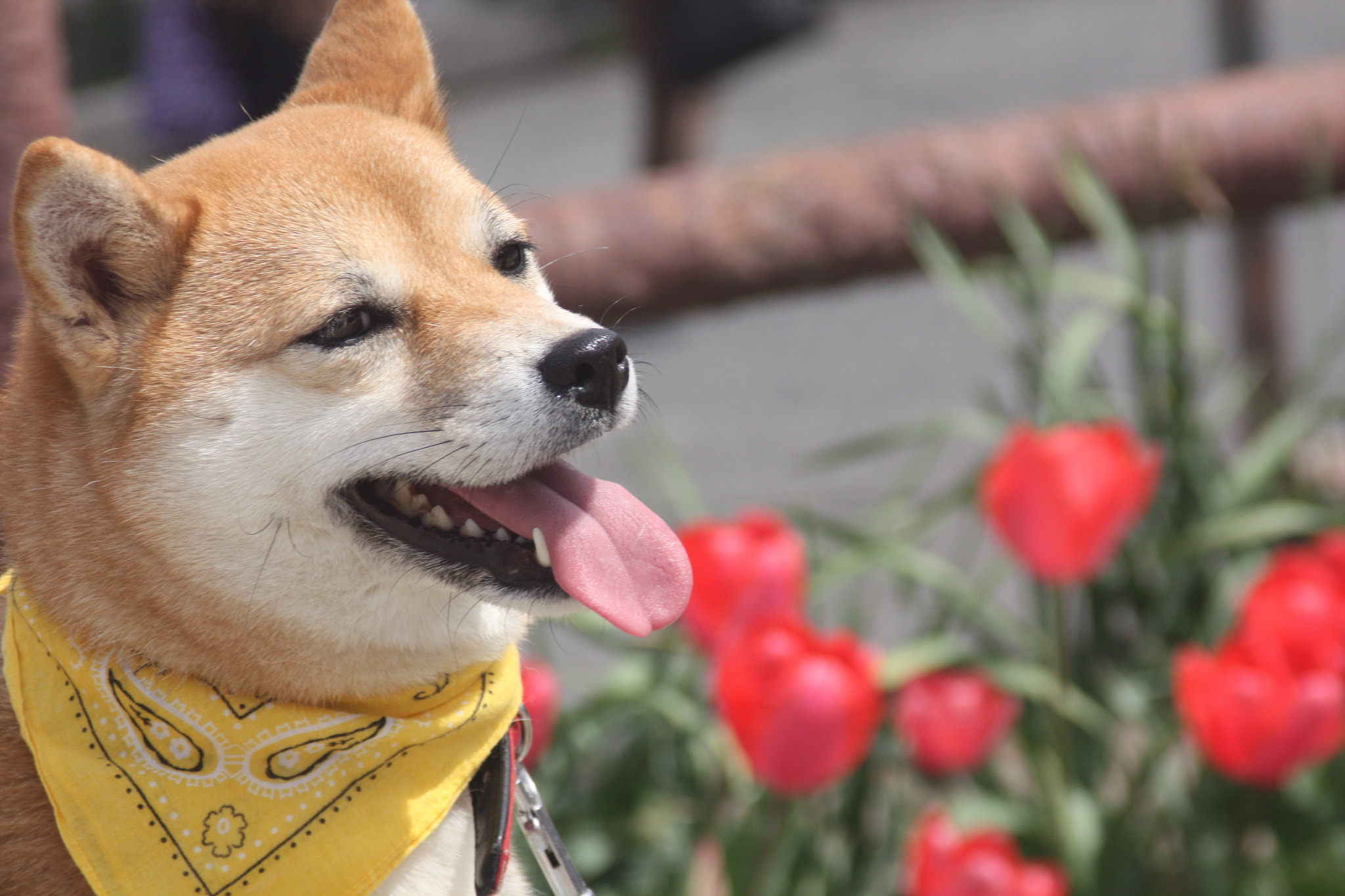 Tamron AF 28-200mm F3.8-5.6 XR Di Aspherical (IF) Macro sample photo. Spring photography