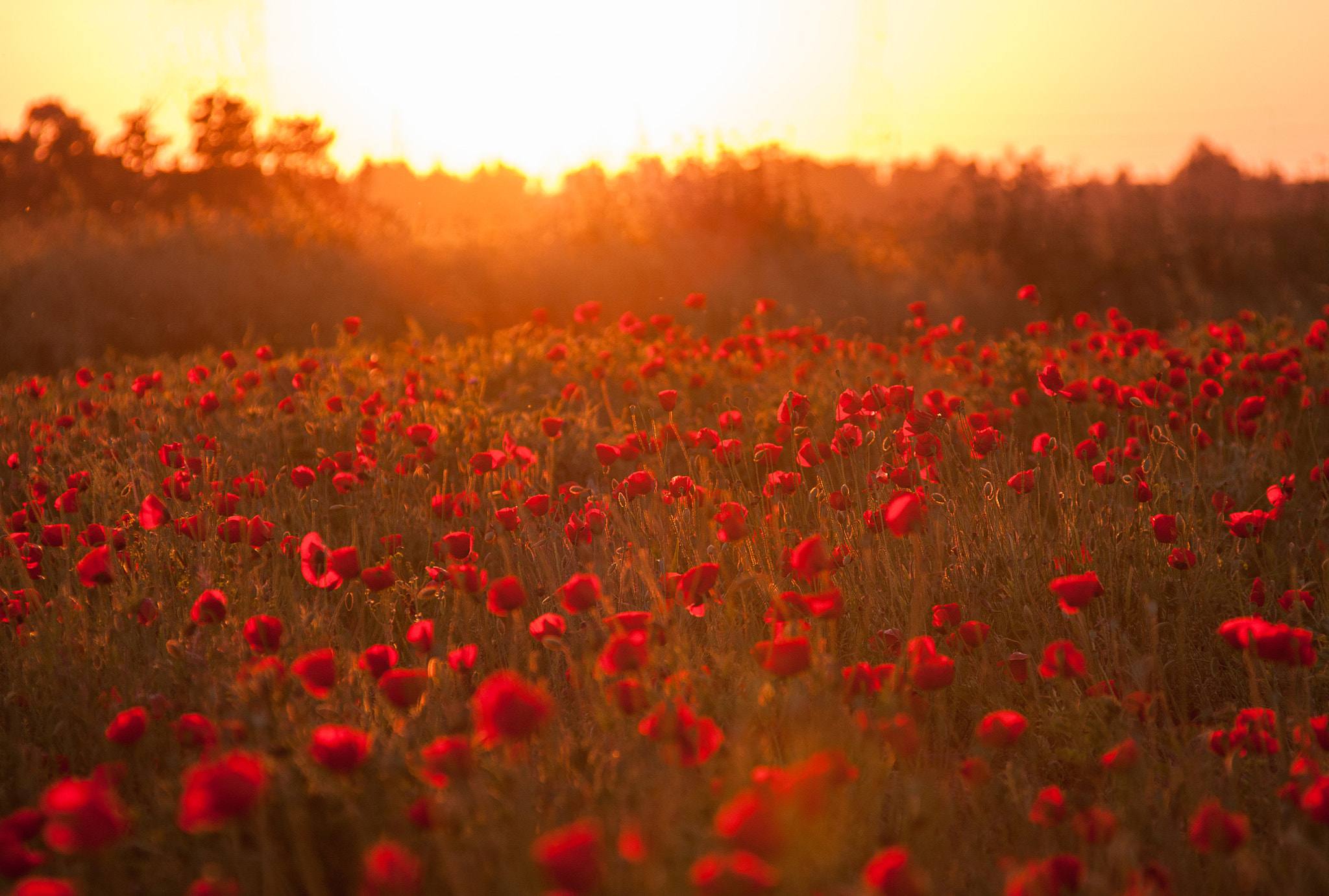 Canon EOS 450D (EOS Rebel XSi / EOS Kiss X2) sample photo. " the poppy field" photography