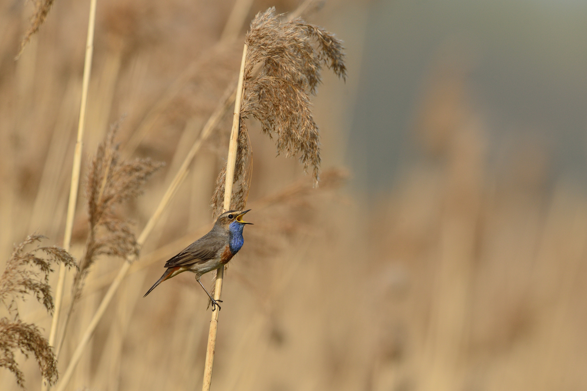 Nikon AF-S Nikkor 400mm F2.8D ED-IF II sample photo. Blauwborst photography
