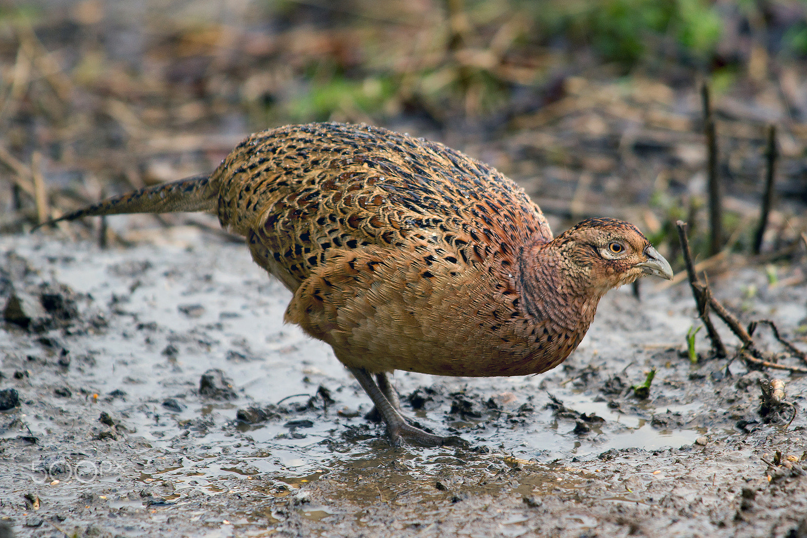 Sony Alpha DSLR-A850 sample photo. Feeding pheasant. photography