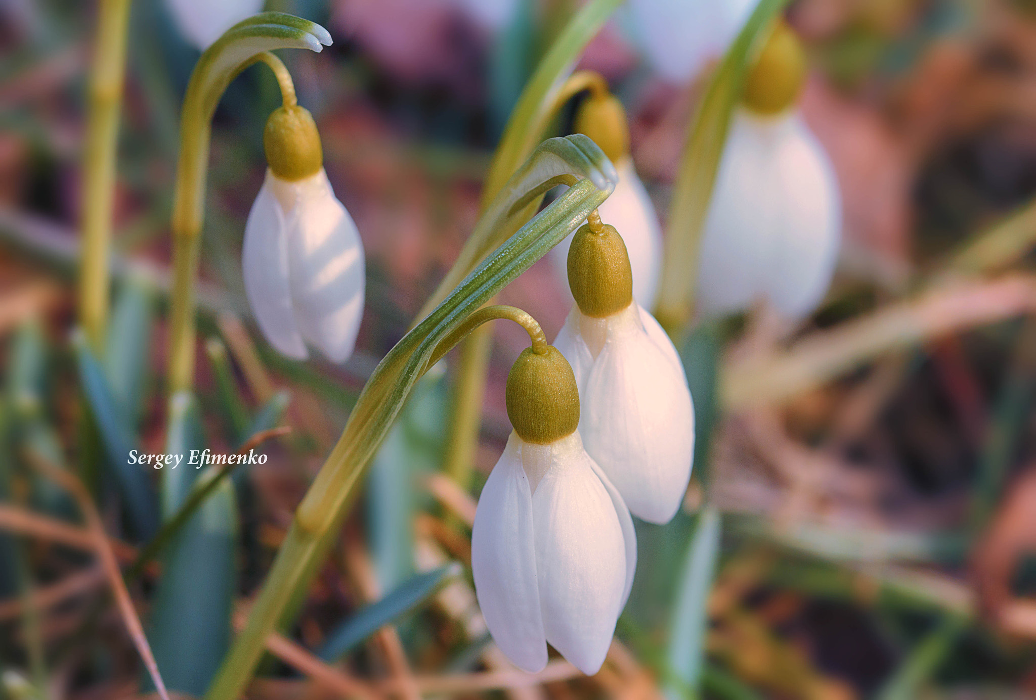 Sigma 105mm F2.8 EX DG OS HSM sample photo. Snowdrops photography