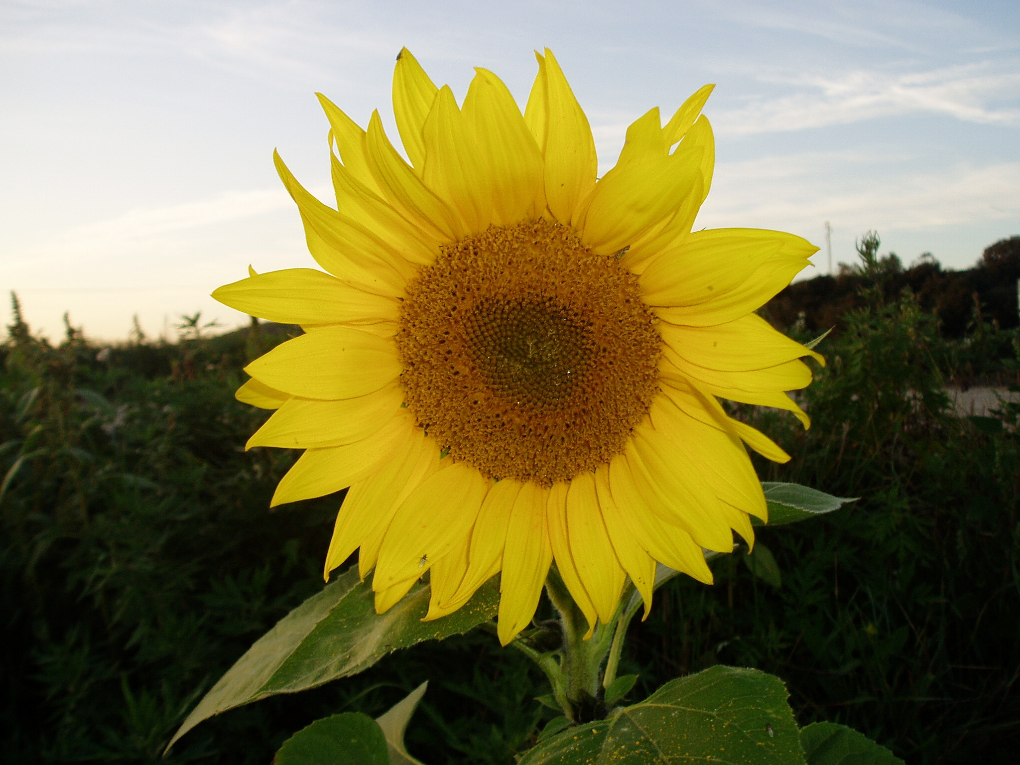 Olympus u10D,S300D,u300D sample photo. La flor..mi amiga. photography