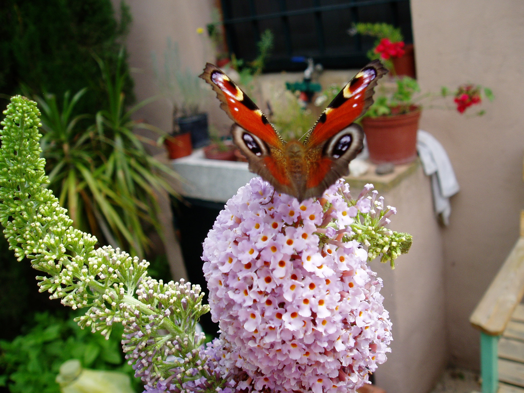 Olympus u10D,S300D,u300D sample photo. Cogiendo el vuelo photography