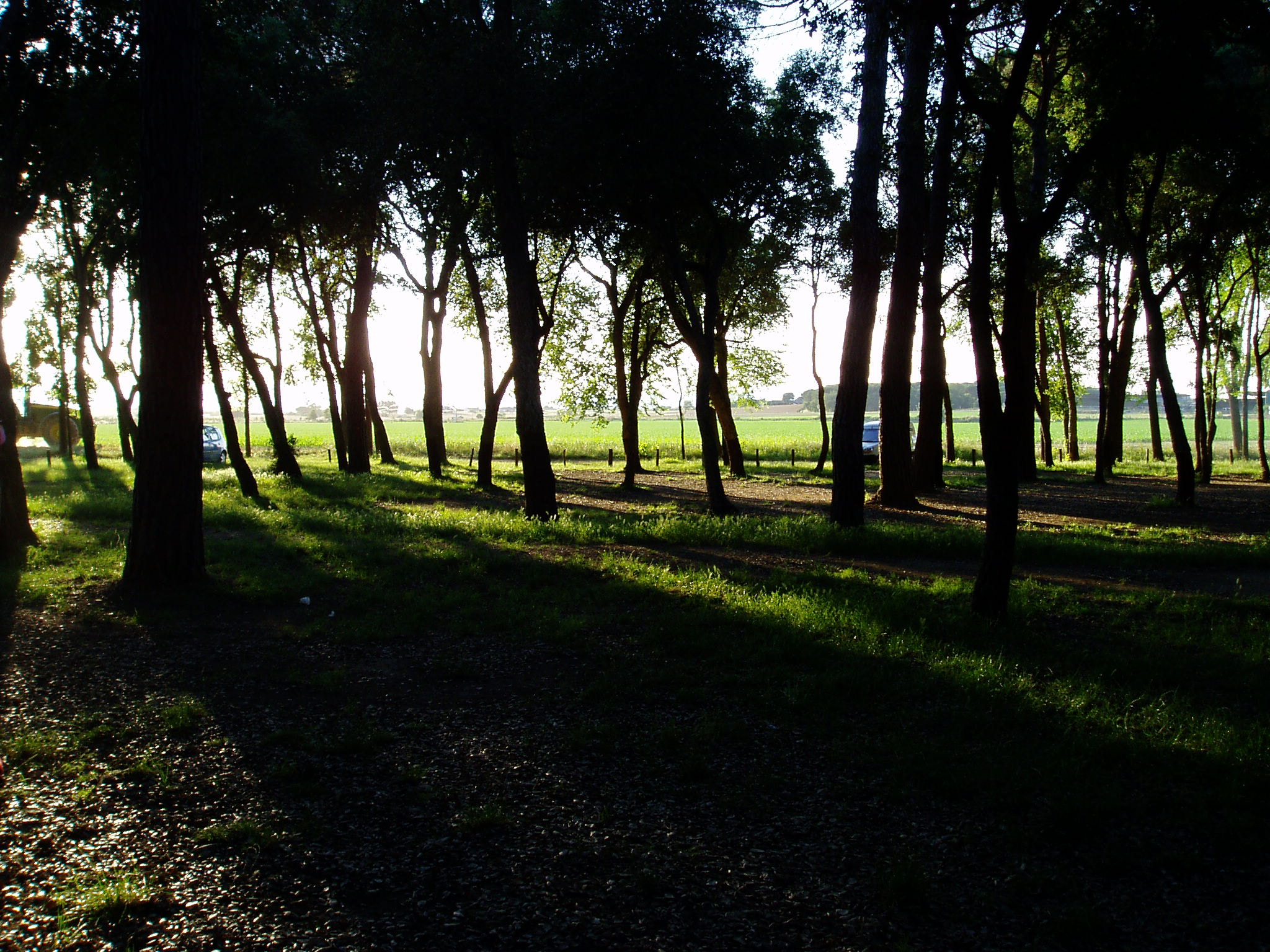 Olympus u10D,S300D,u300D sample photo. Pineda fosca photography