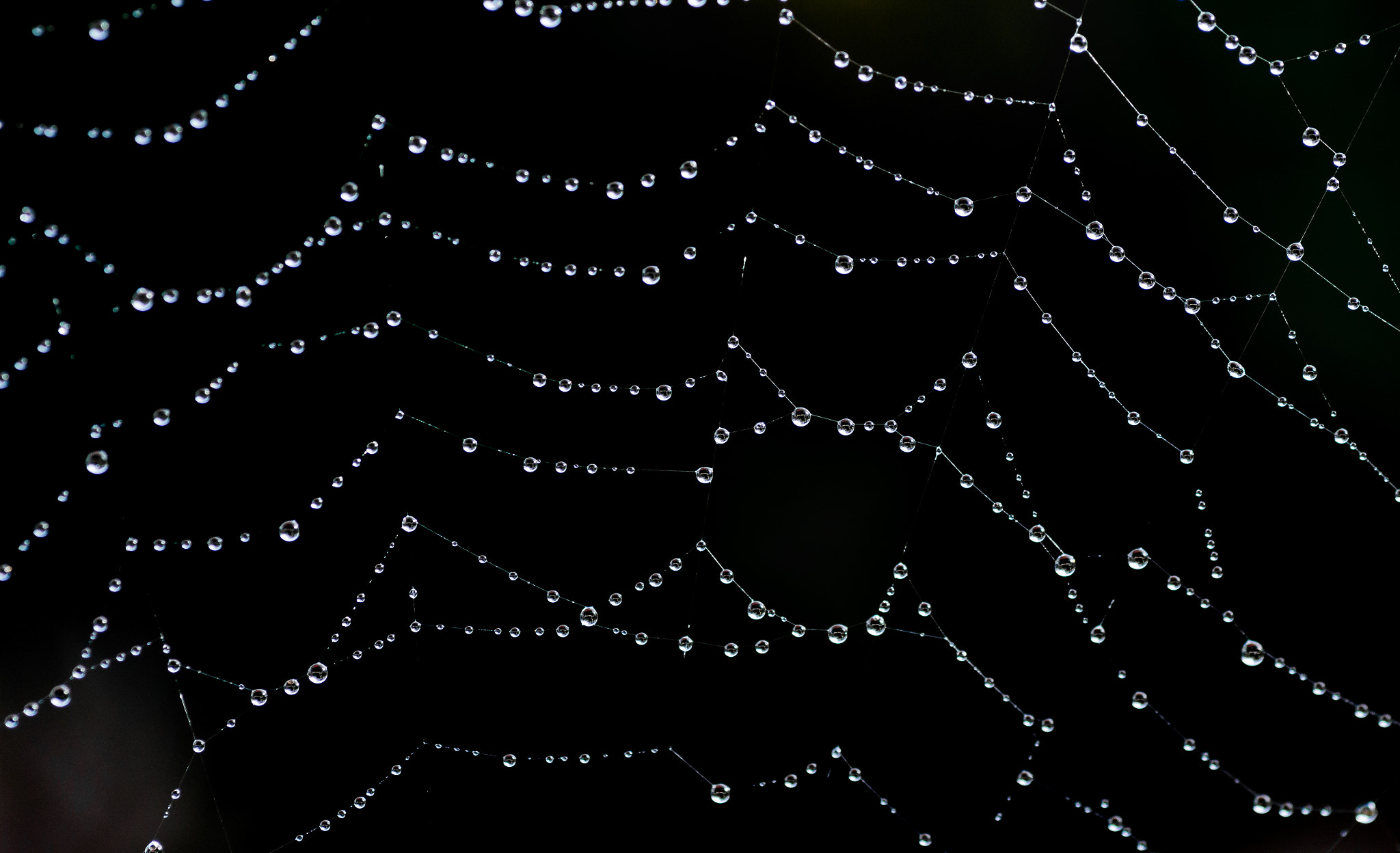 Canon EOS 650D (EOS Rebel T4i / EOS Kiss X6i) + Tamron SP AF 90mm F2.8 Di Macro sample photo. Spiderweb photography