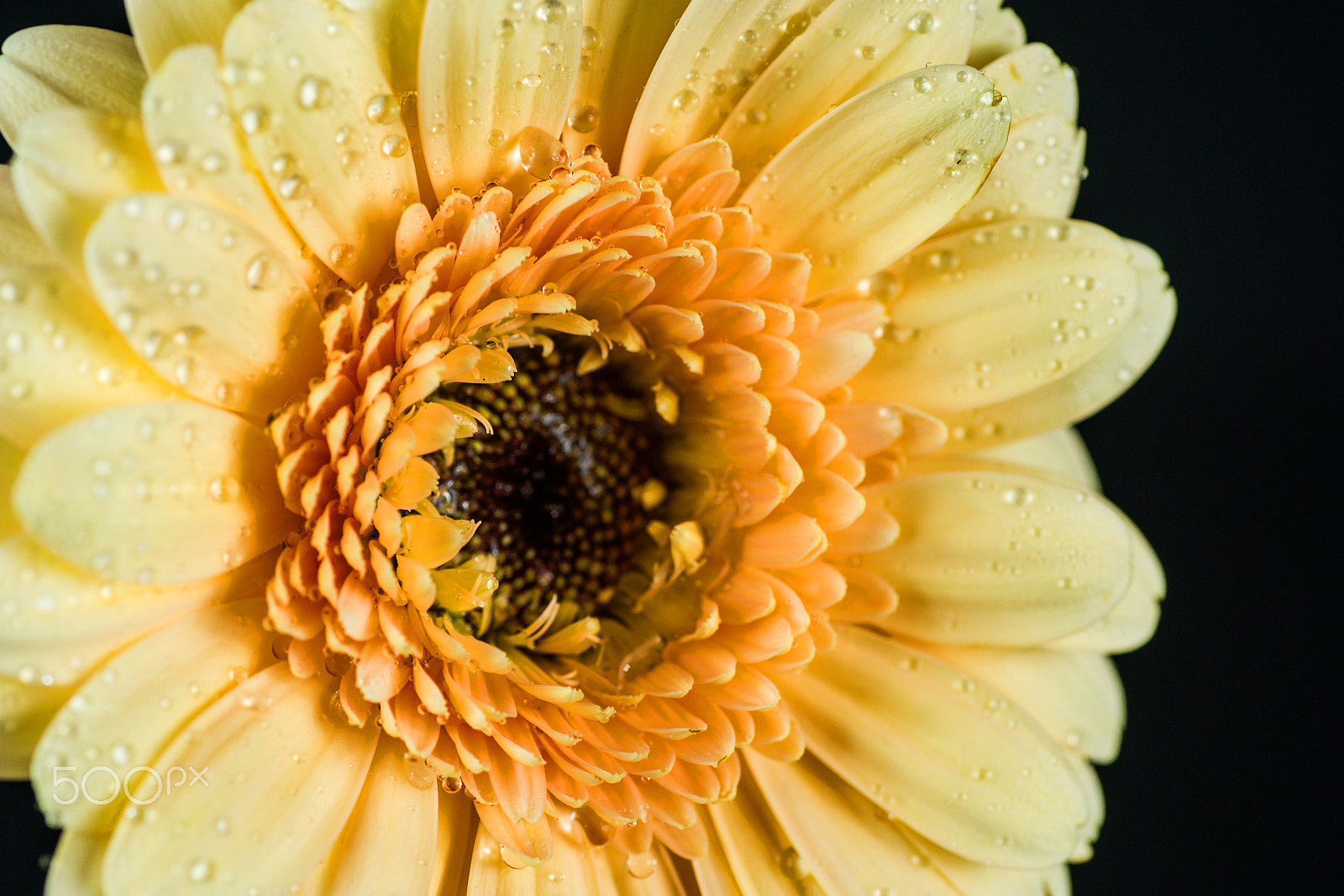 Sony Alpha DSLR-A850 + Tamron SP AF 90mm F2.8 Di Macro sample photo. The colours of spring iii. photography