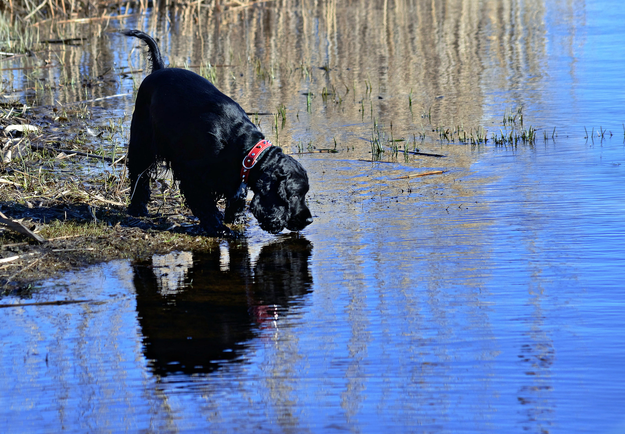 Sigma 70-300mm F4-5.6 APO DG Macro sample photo. My dog luar photography