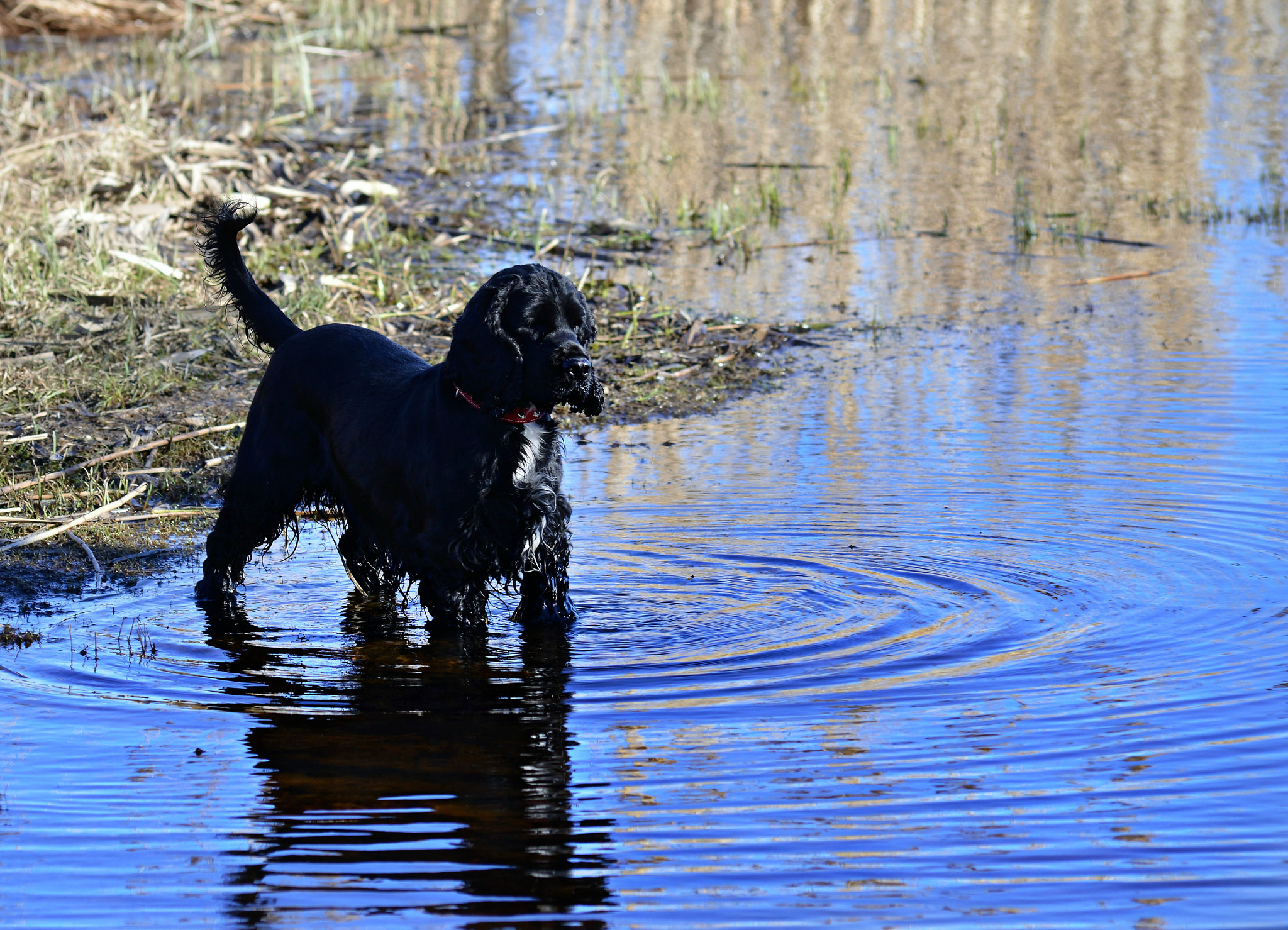 Sigma 70-300mm F4-5.6 APO DG Macro sample photo. Dog luar photography