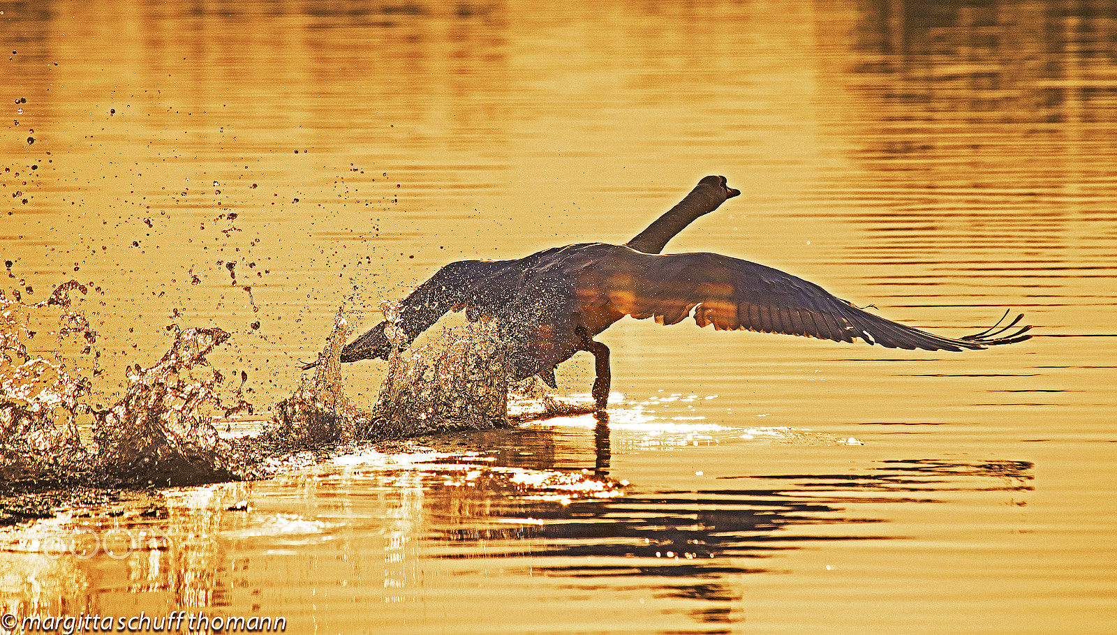 Canon EF 100-400mm F4.5-5.6L IS USM sample photo. Swan in the lagoon of grado... photography
