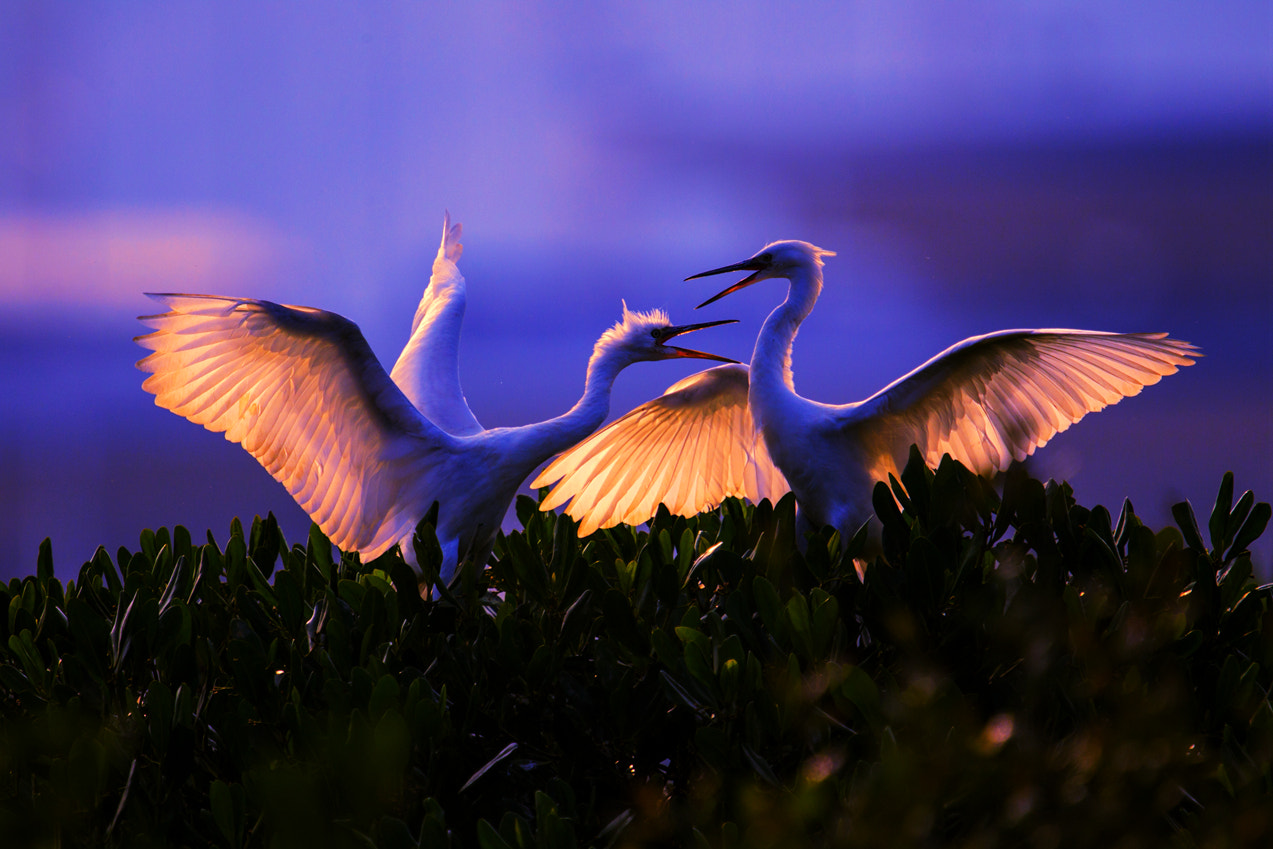 Canon EF 200mm F2.8L II USM sample photo. Loveing in evening(霞光之恋) photography