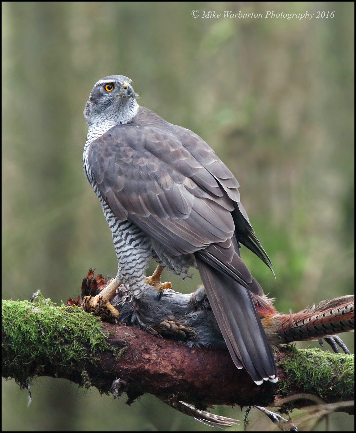 Sigma 50-500mm f/4-6.3 APO HSM EX sample photo. Northern goshawk photography