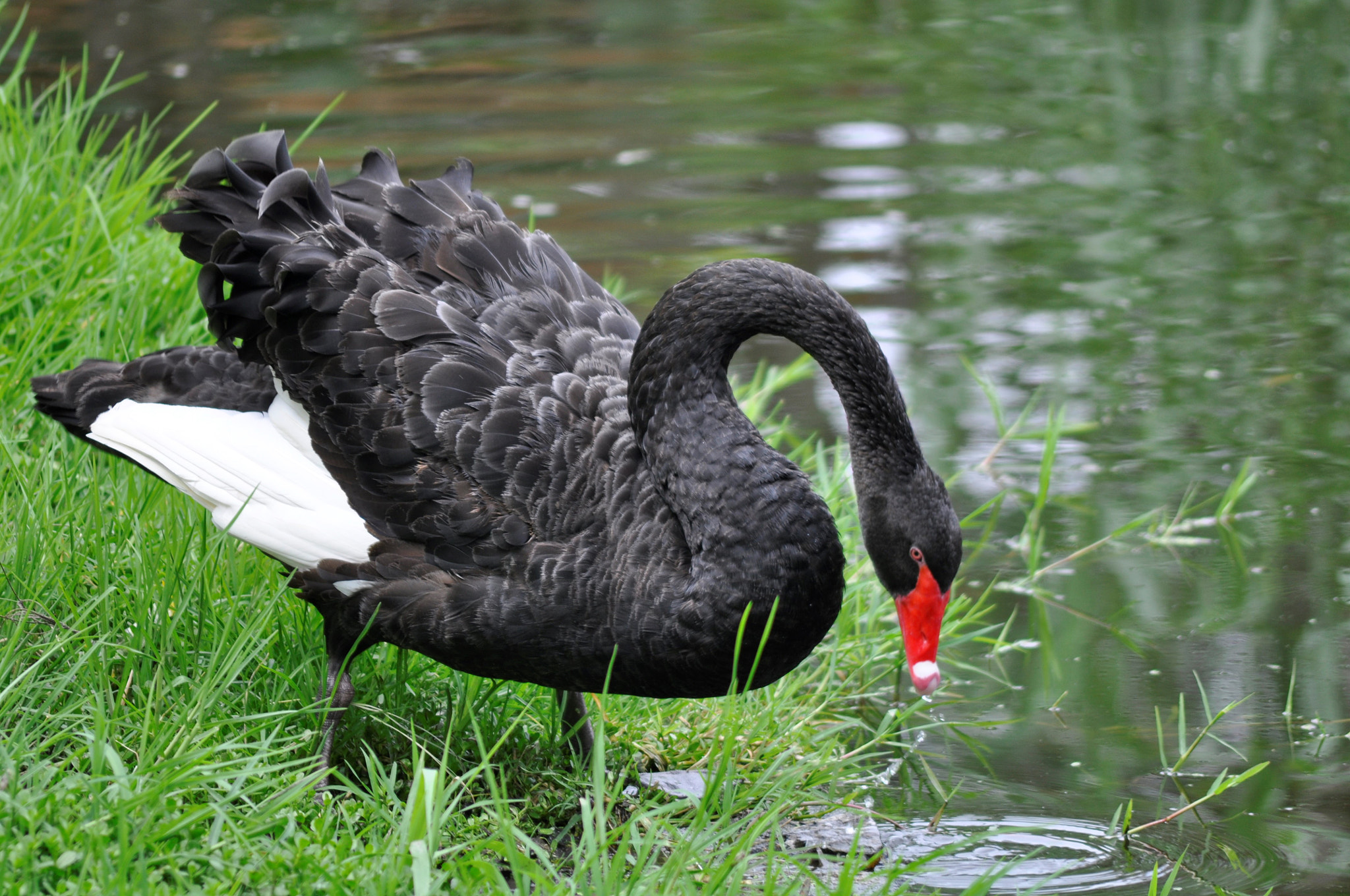 AF Zoom-Nikkor 75-240mm f/4.5-5.6D sample photo. Black swan photography