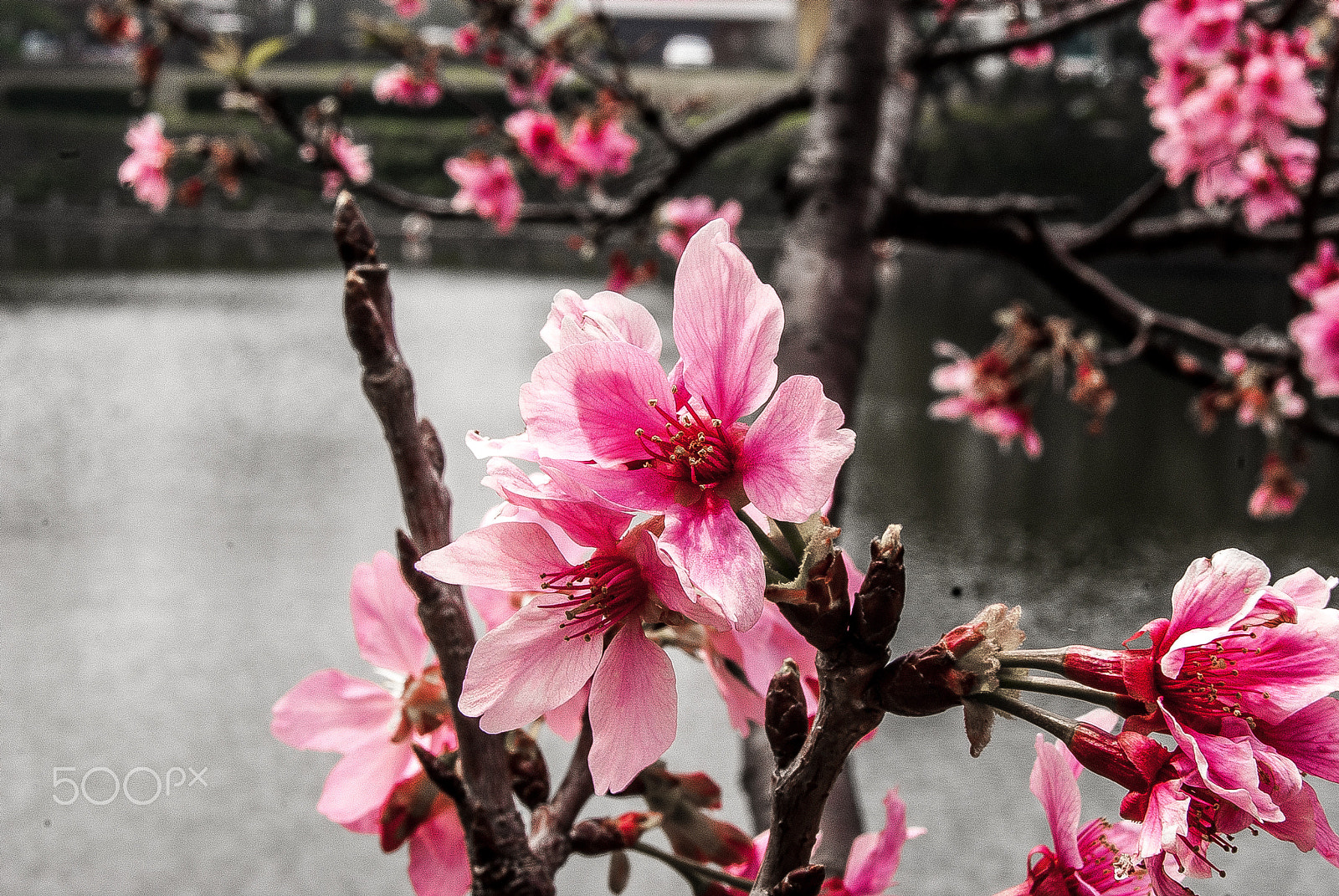 Sony Alpha DSLR-A300 + Sony DT 18-55mm F3.5-5.6 SAM sample photo. Cherry blossom photography