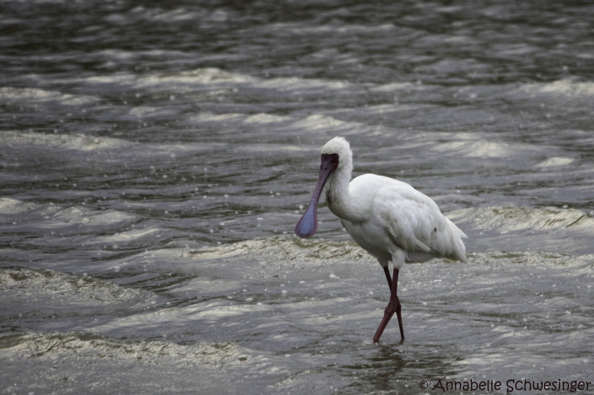 Sigma 150-500mm F5-6.3 DG OS HSM sample photo. The bird photography