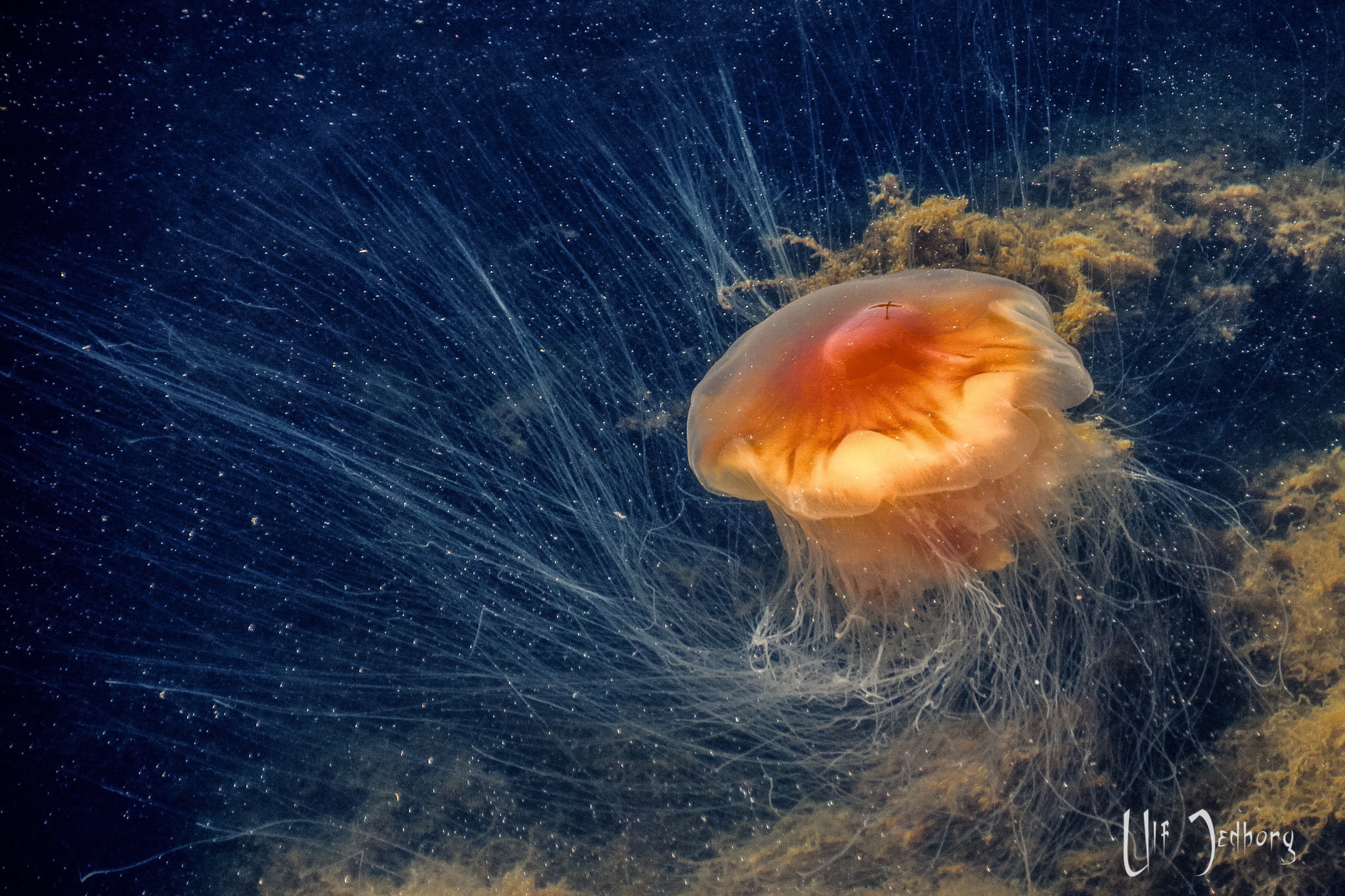Canon EOS 60D + Canon 18-200mm sample photo. Jellyfish photography