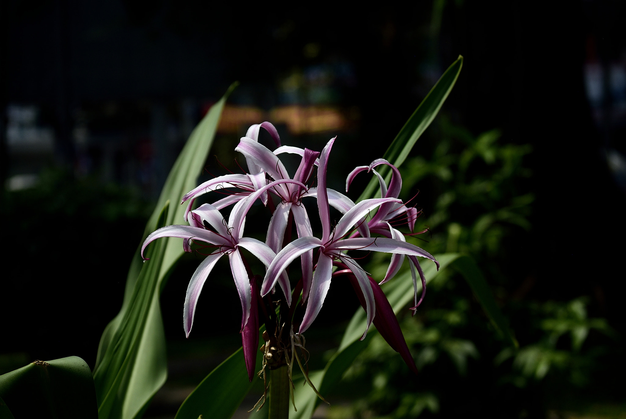 Nikon D200 sample photo. Hoa Đại tướng quân photography