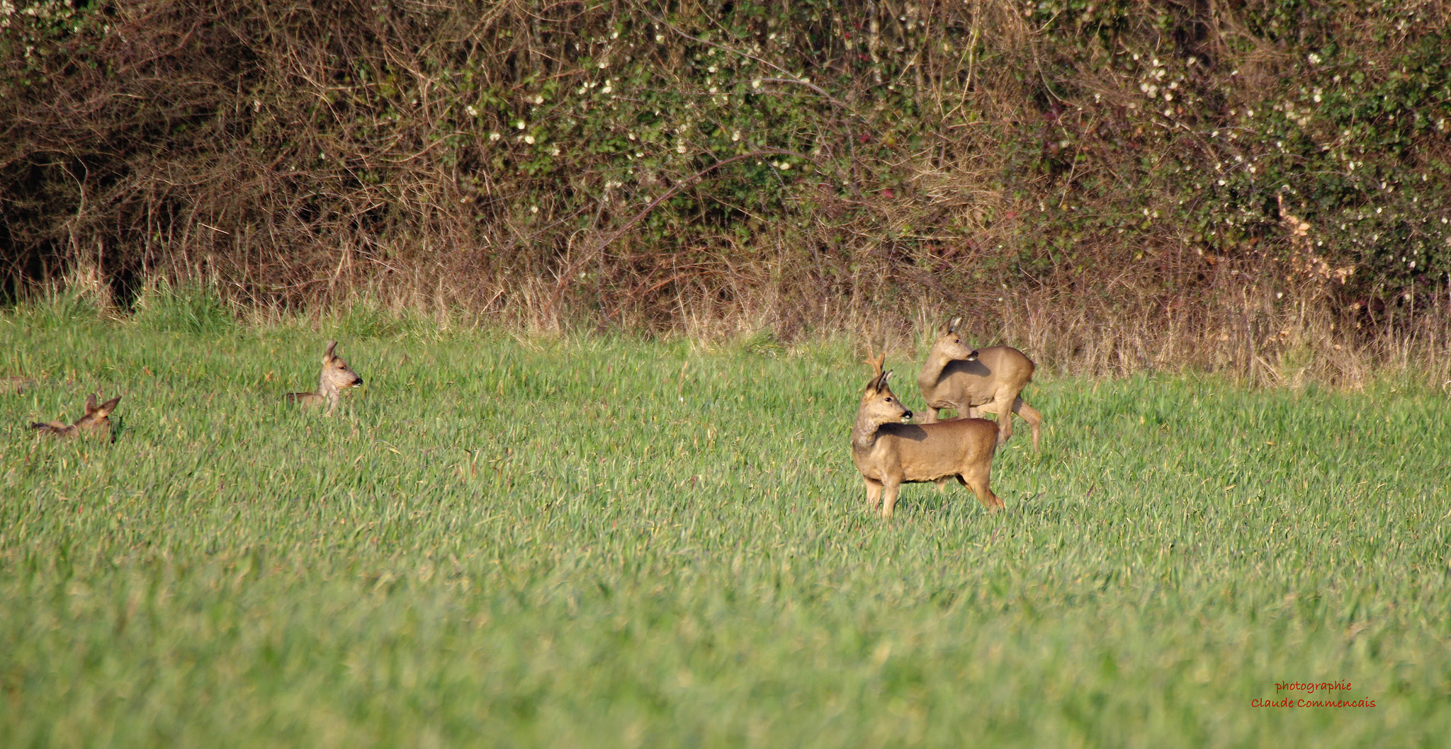Sigma 50-500mm F4.5-6.3 DG OS HSM sample photo. Chevreuils photography
