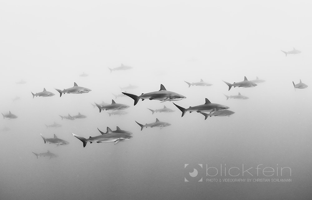 Nikon D810 + Sigma 15mm F2.8 EX DG Diagonal Fisheye sample photo. ~school of sharks~ photography