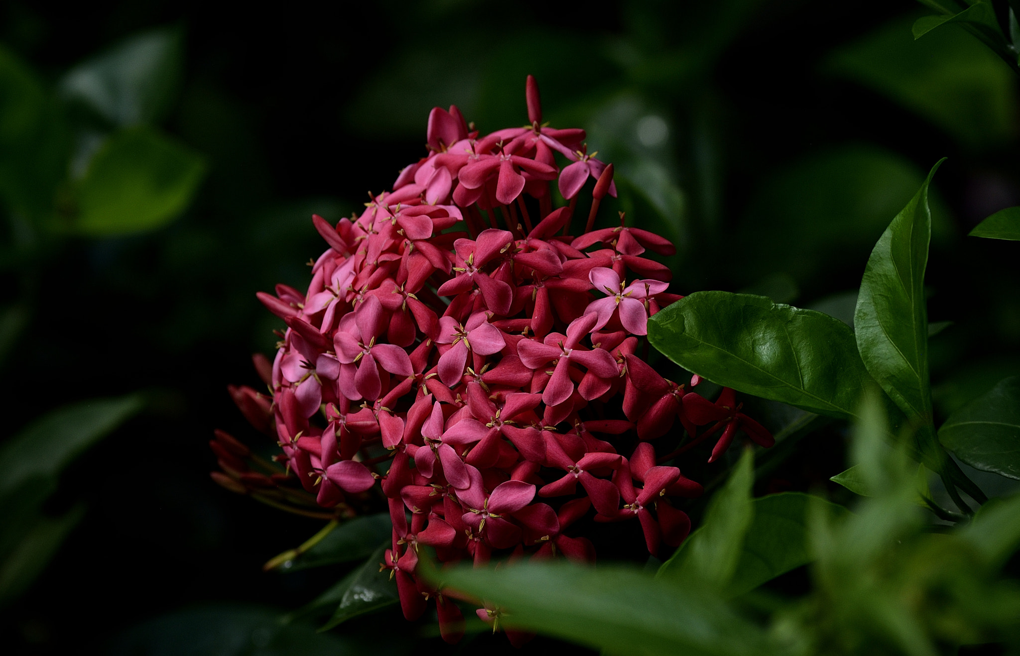 Nikon D200 sample photo. Flower photography