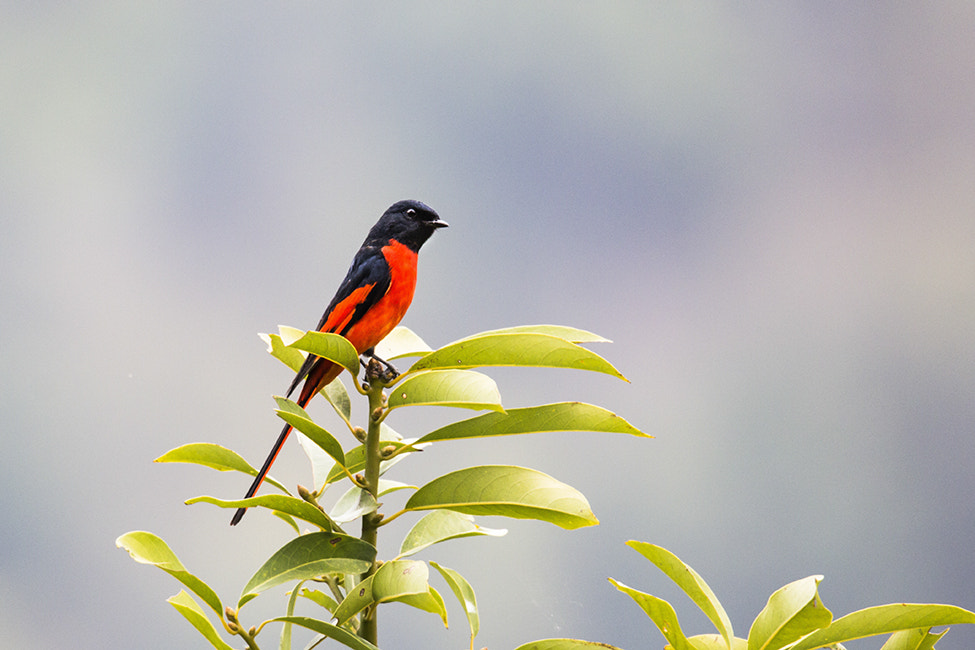 Canon EOS 60D + Sigma 150-600mm F5-6.3 DG OS HSM | C sample photo. Long-tailed minivet photography