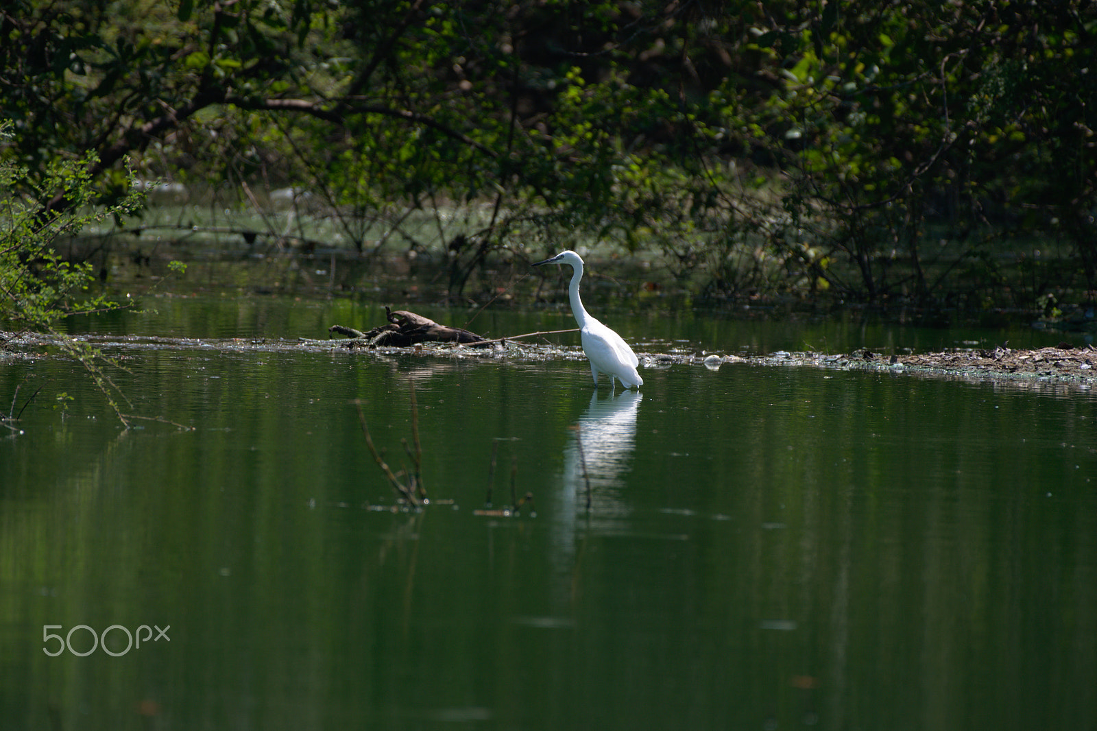 Nikon AF-S Nikkor 200-500mm F5.6E ED VR sample photo. Dsc_0011.jpg photography