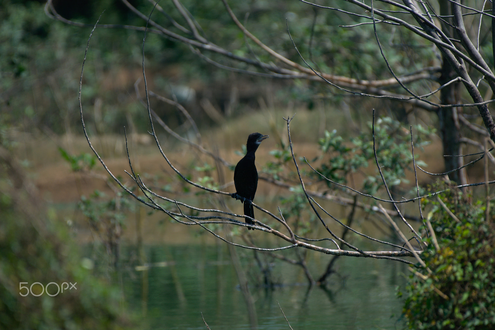 Nikon AF-S Nikkor 200-500mm F5.6E ED VR sample photo. Dsc_0024.jpg photography