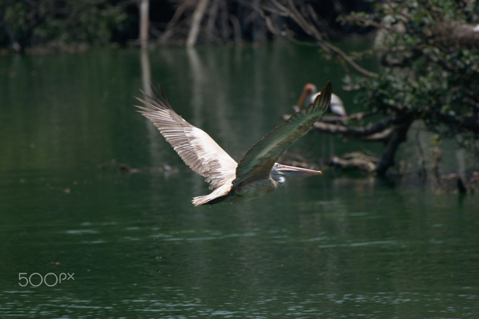 Nikon AF-S Nikkor 200-500mm F5.6E ED VR sample photo. Dsc_0087.jpg photography