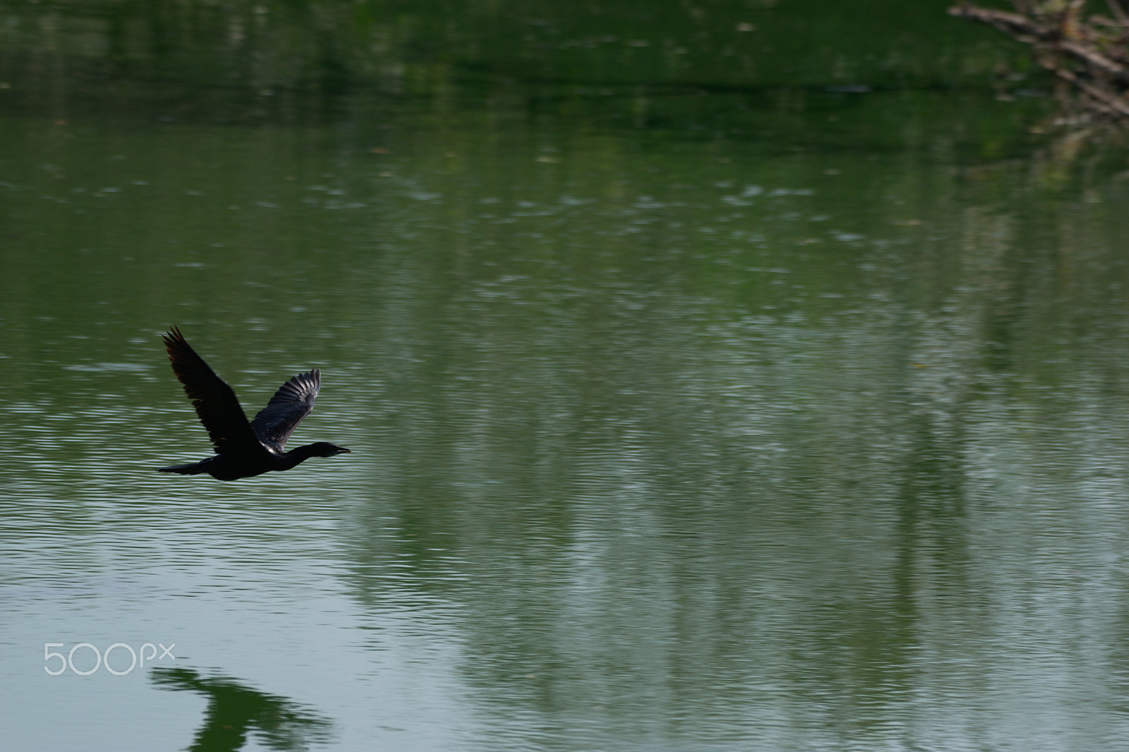 Nikon AF-S Nikkor 200-500mm F5.6E ED VR sample photo. Dsc_0122.jpg photography