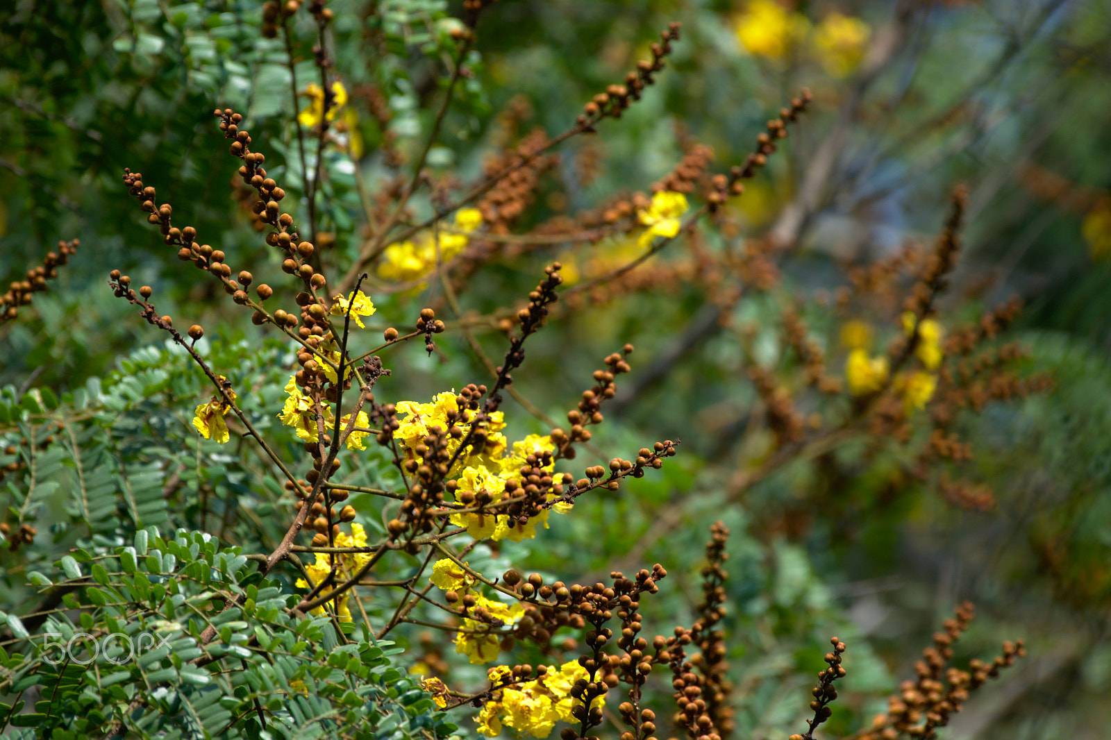 Nikon AF-S Nikkor 200-500mm F5.6E ED VR sample photo. Dsc_0122_01.jpg photography