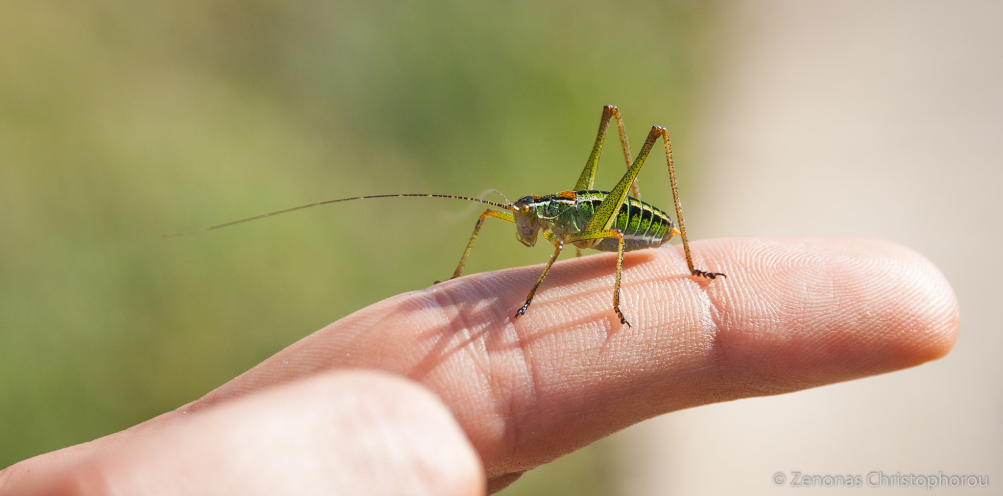 Canon EOS 400D (EOS Digital Rebel XTi / EOS Kiss Digital X) sample photo. Bush cricket (possibly barbitistes fischeri) photography
