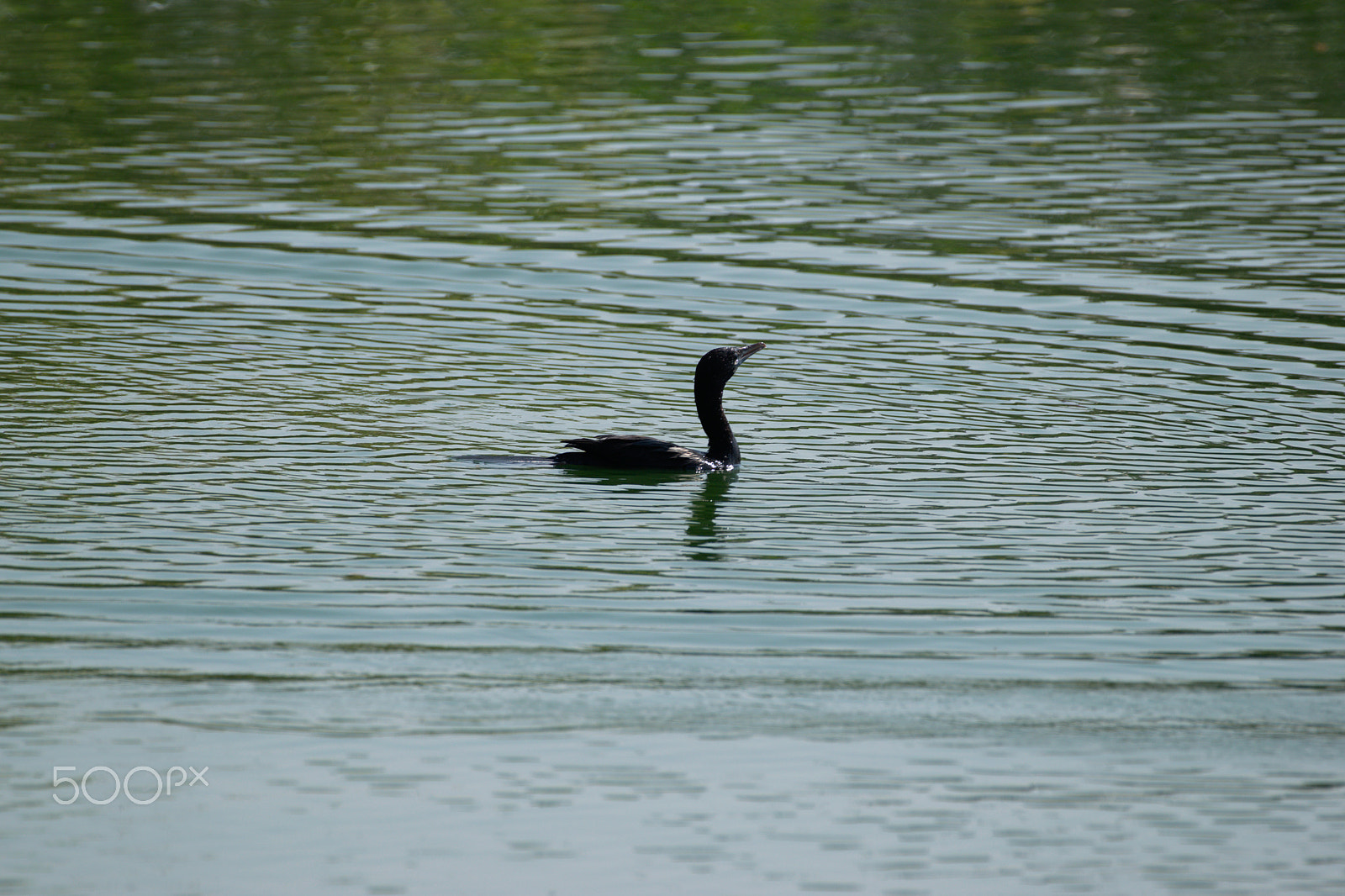 Nikon AF-S Nikkor 200-500mm F5.6E ED VR sample photo. Dsc_0158.jpg photography
