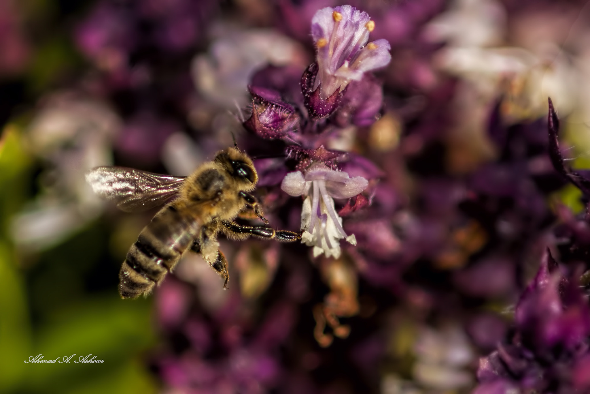 Nikon D3X sample photo. Busy bee  photography
