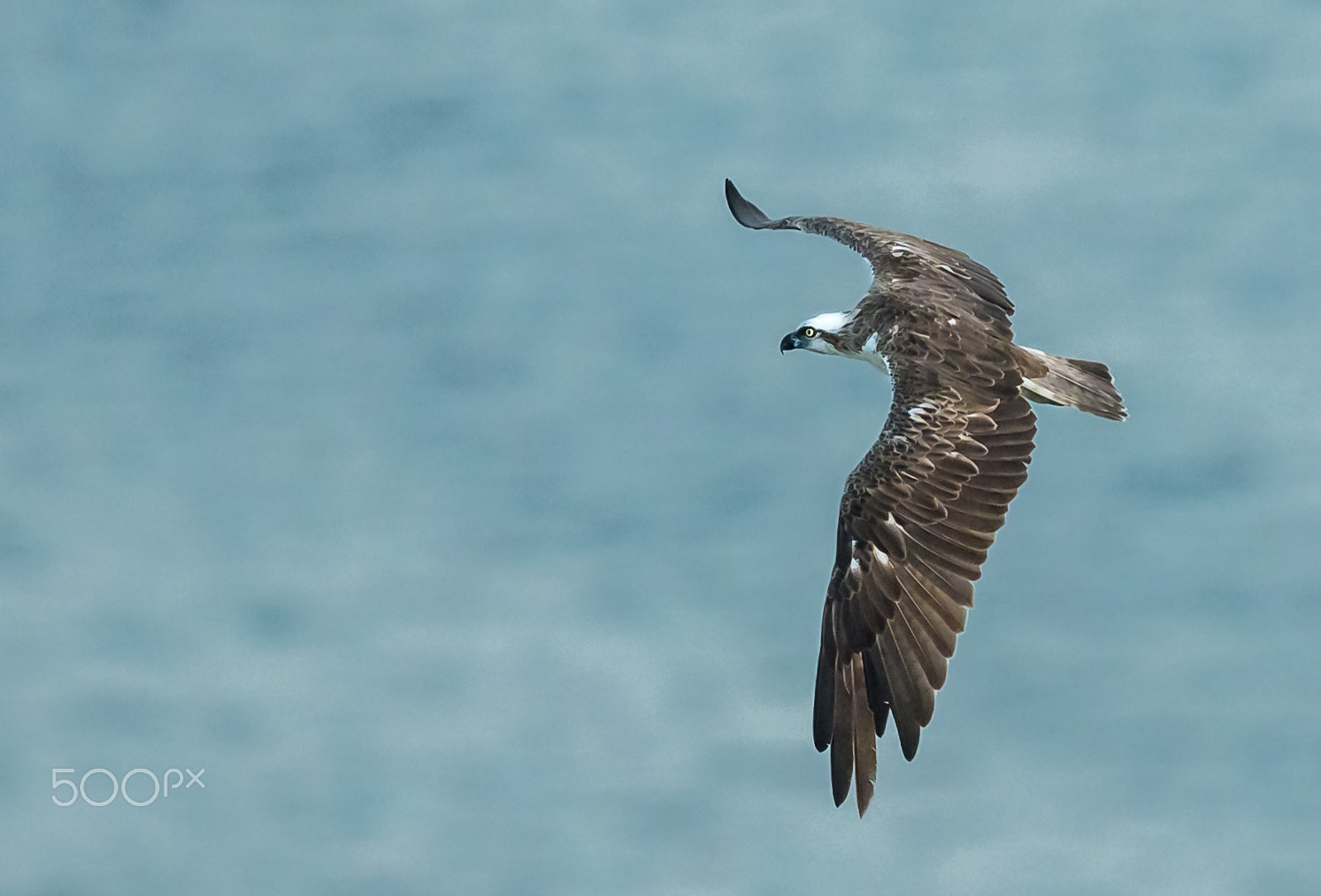Canon EOS-1D X + Canon EF 300mm F2.8L IS II USM sample photo. Osprey hunting over the palm jumeirah photography