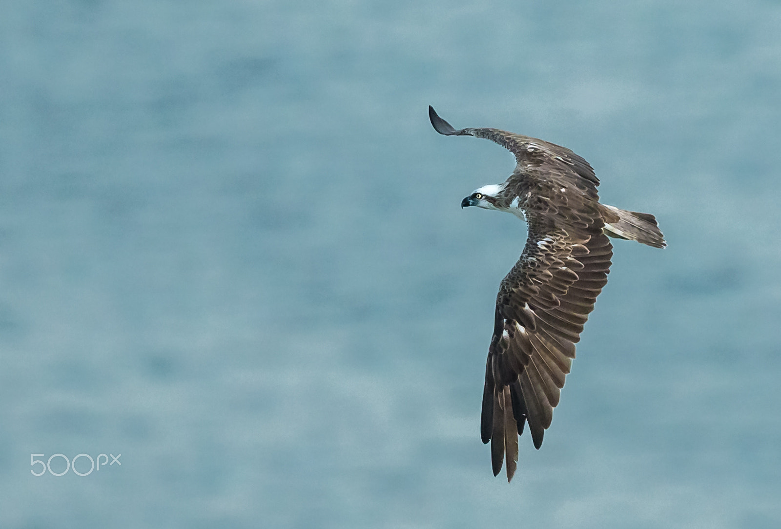 Canon EF 300mm F2.8L IS II USM sample photo. Osprey hunting over the palm jumeirah photography