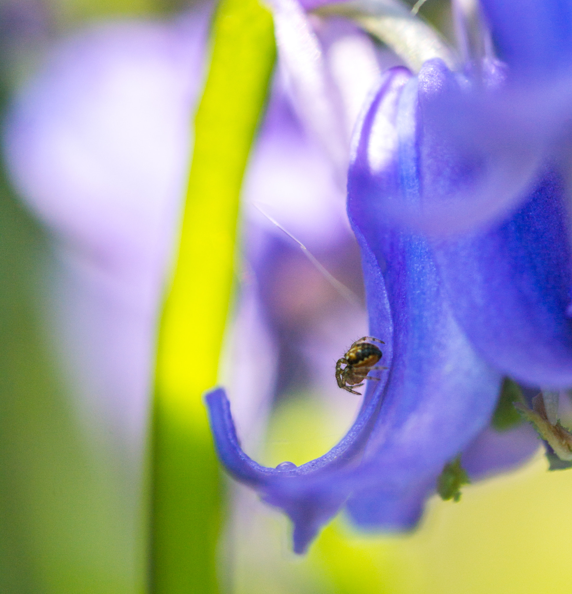 Nikon D3100 + AF Micro-Nikkor 60mm f/2.8 sample photo. Le dormeur du val photography