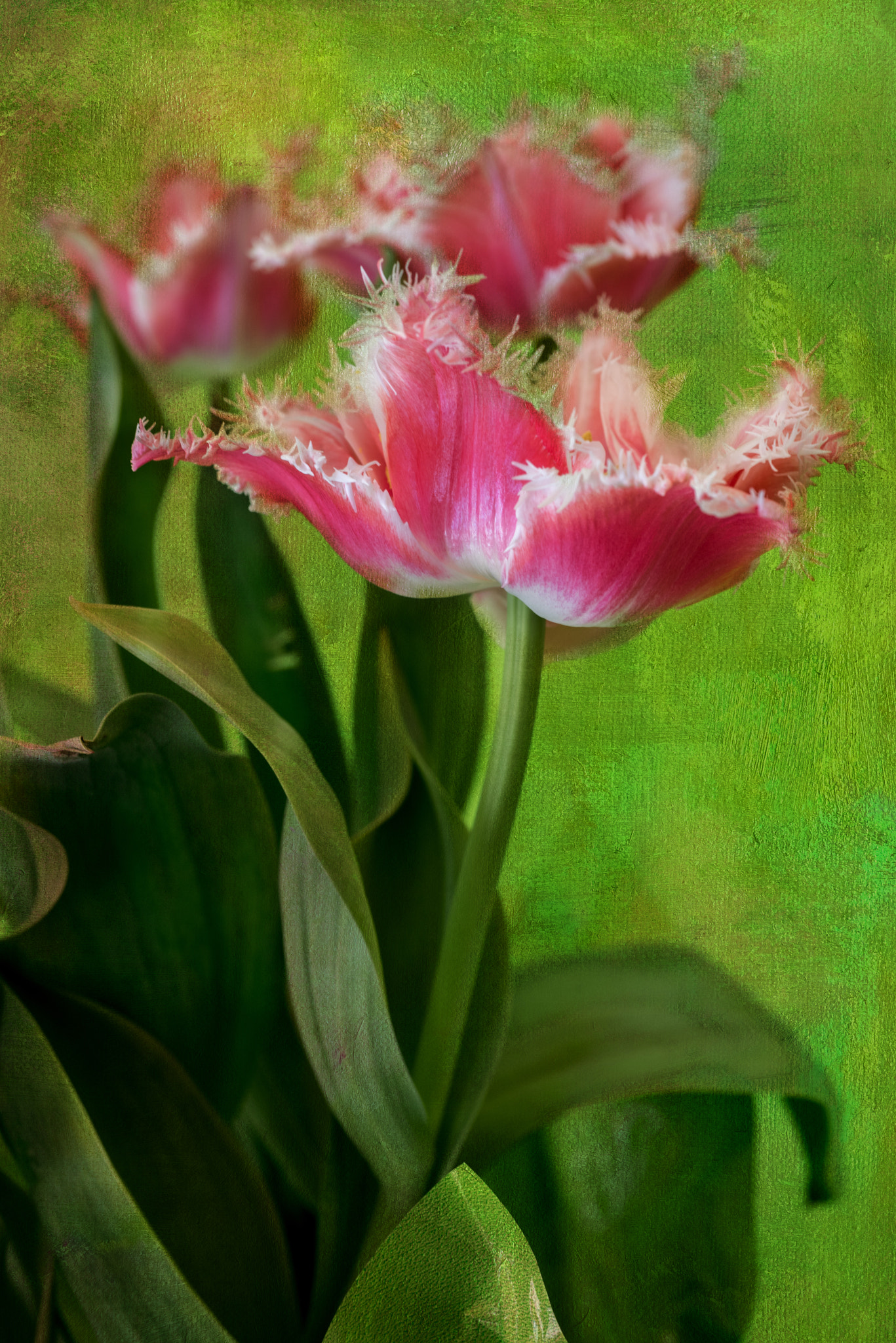 Nikon D810 + Nikon AF Micro-Nikkor 60mm F2.8D sample photo. ©yasmin simpson photography