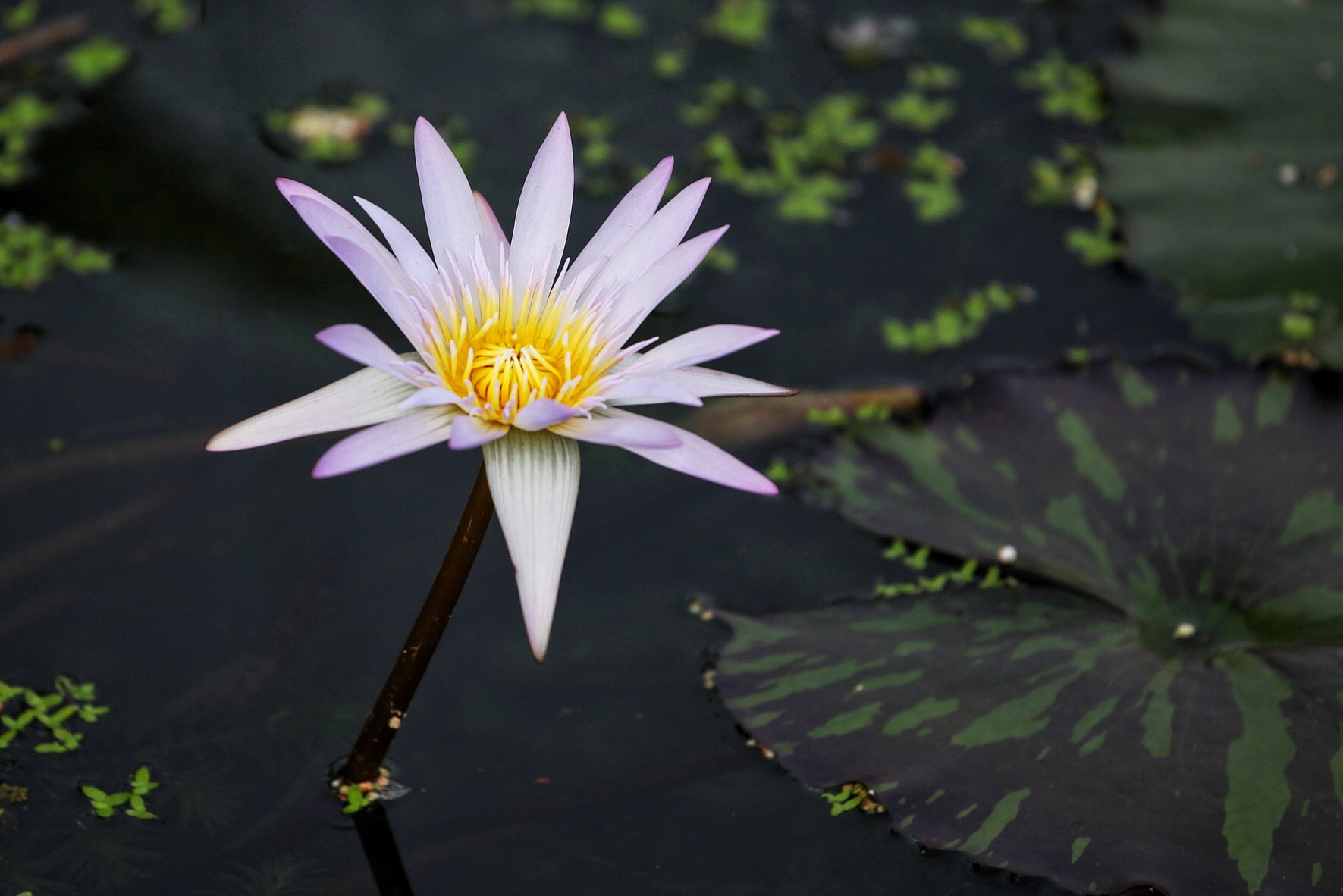 Canon EF 70-200mm F4L USM sample photo. Lotus photography